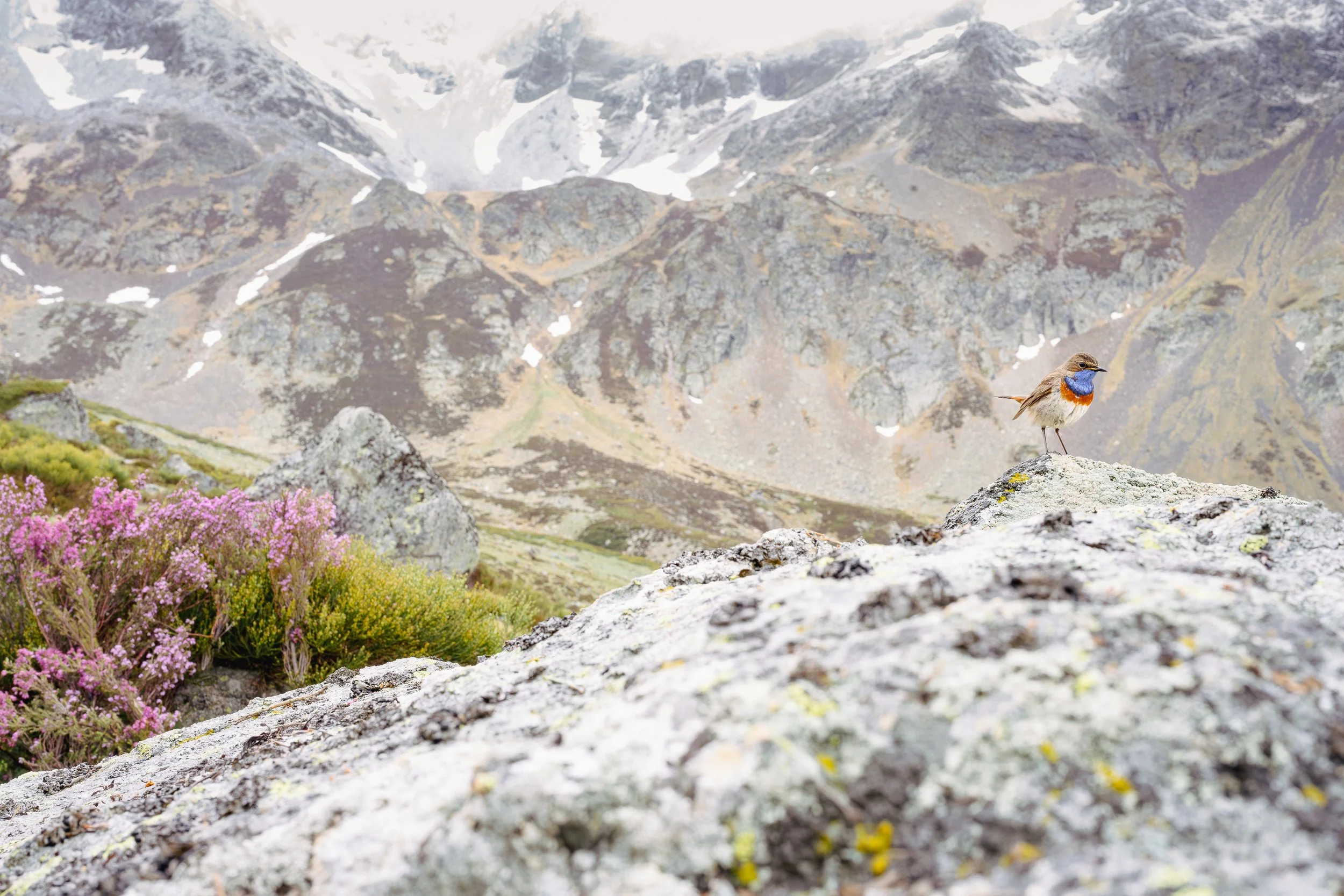 Un pájaro con plumaje colorido en un paisaje montañoso con rocas, flores moradas y nieve en las cumbres.