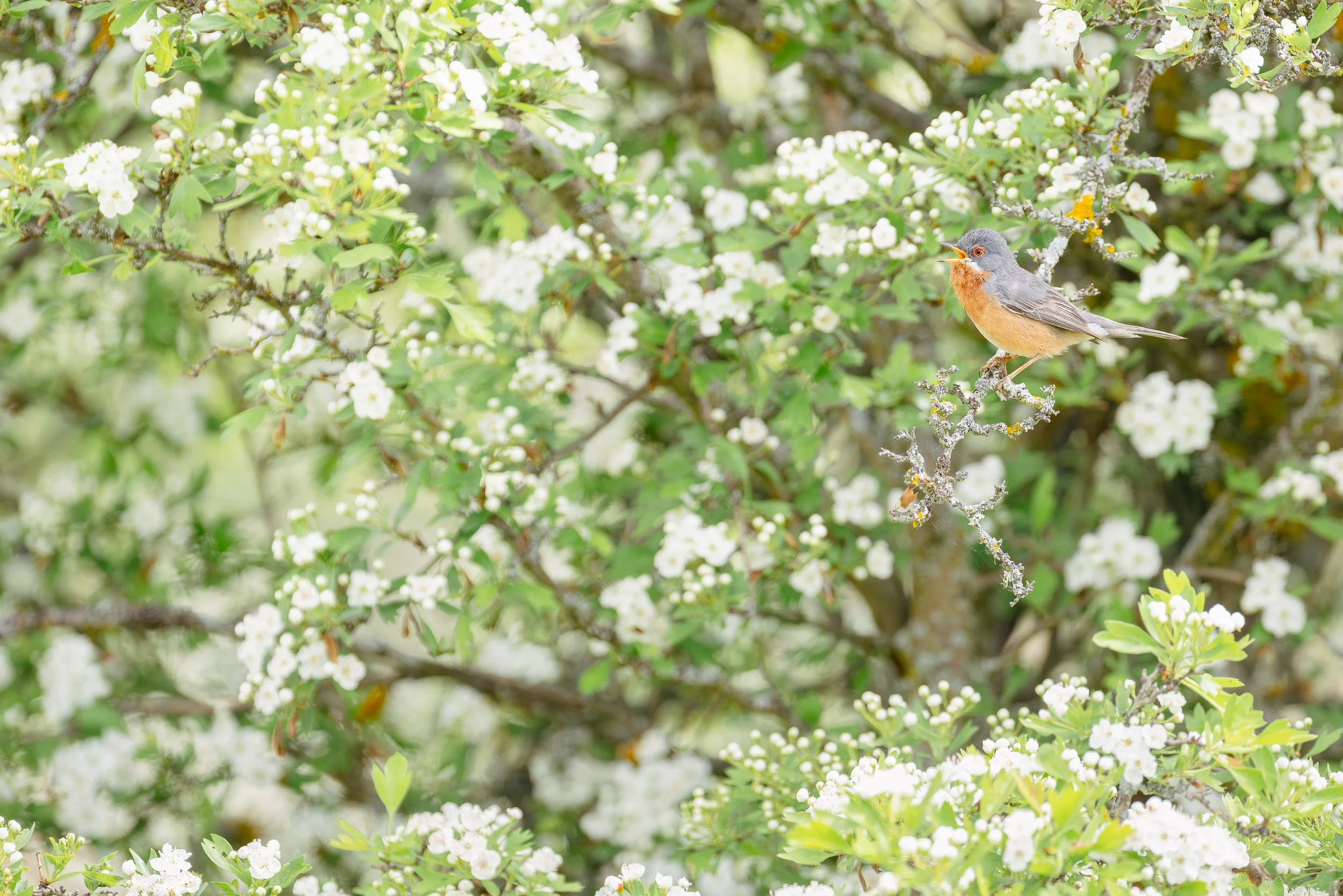 Un pajarito pequeño en una rama de arbusto con muchas flores blancas.