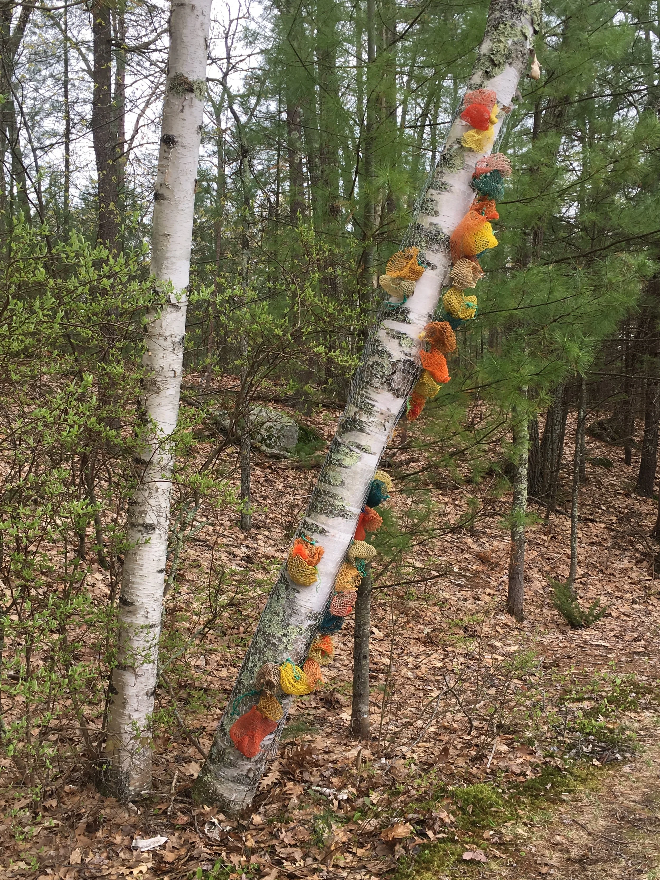 A Fungus Among Us, second view