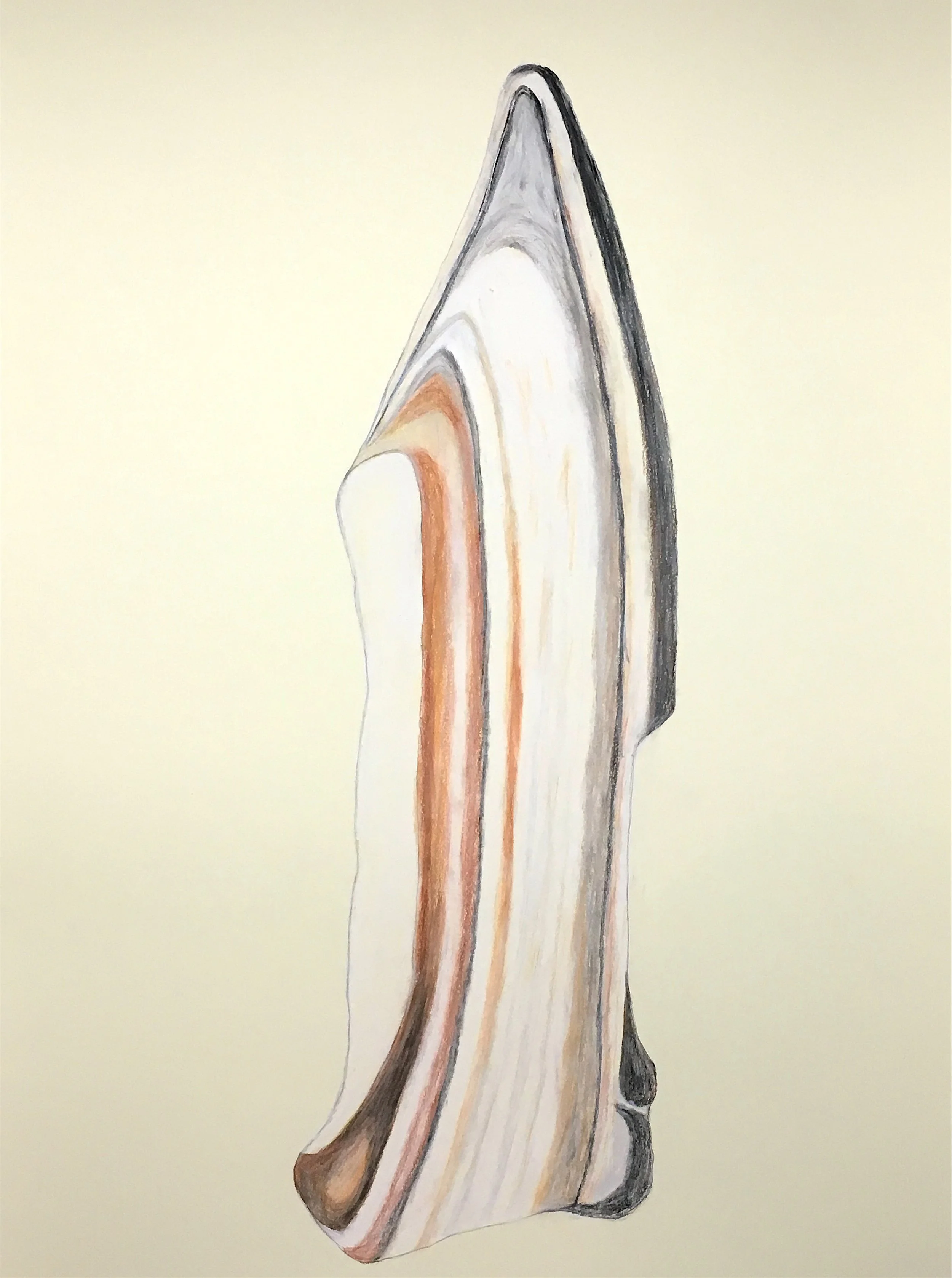 Shell Fragment 3,  30"x22”  Pastel, compressed charcoal, graphite