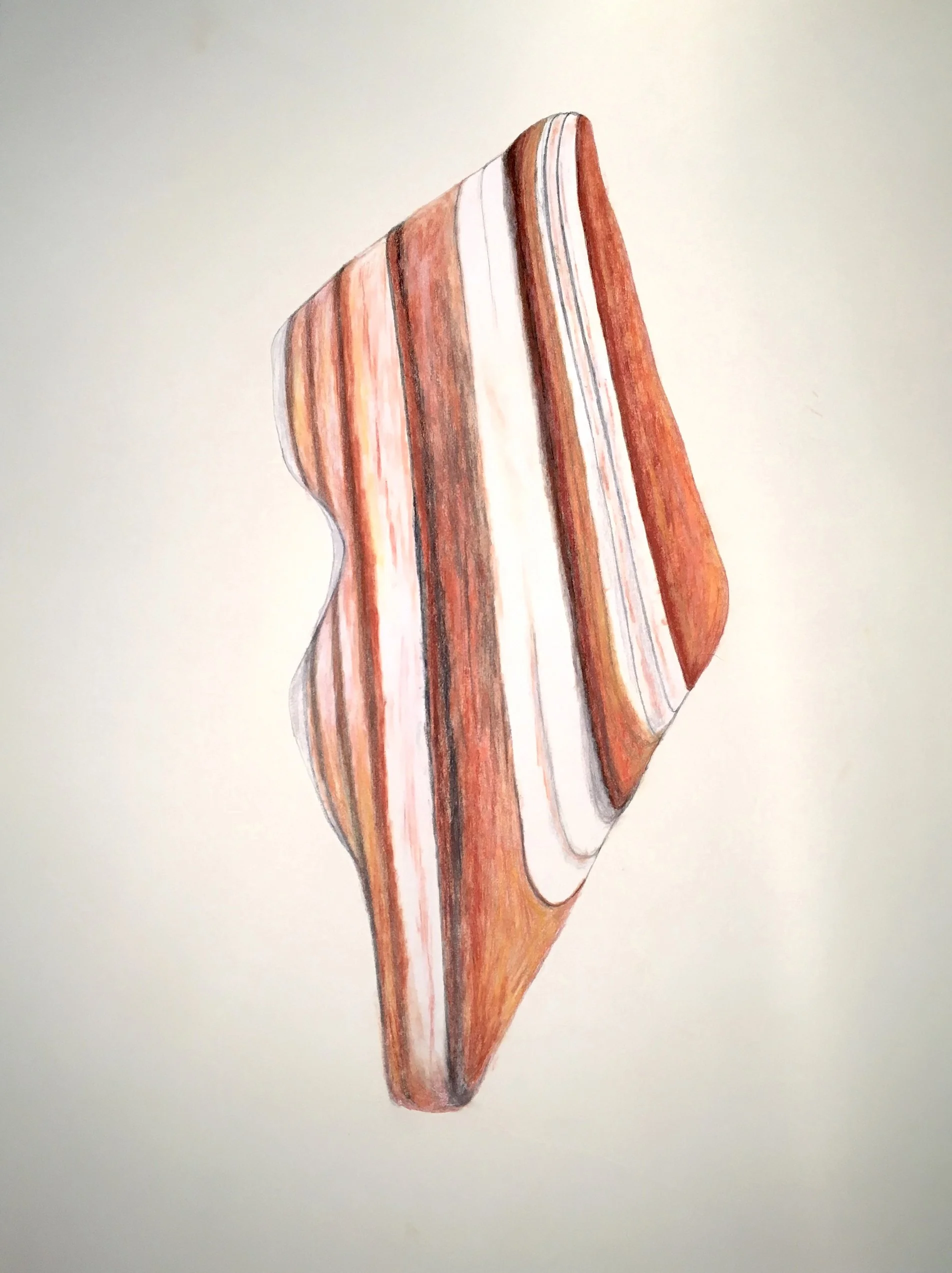Shell Fragment 4,  30"x22”  Pastel, compressed charcoal, graphite