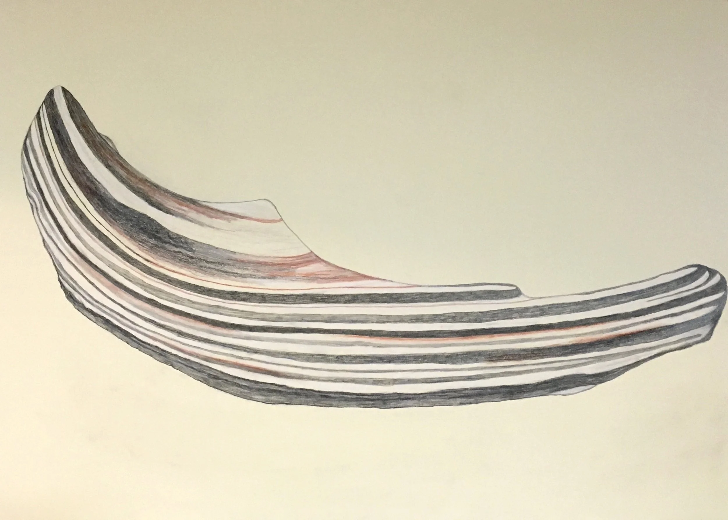 Shell Fragment 1,  22"x30”  Pastel, compressed charcoal, graphite