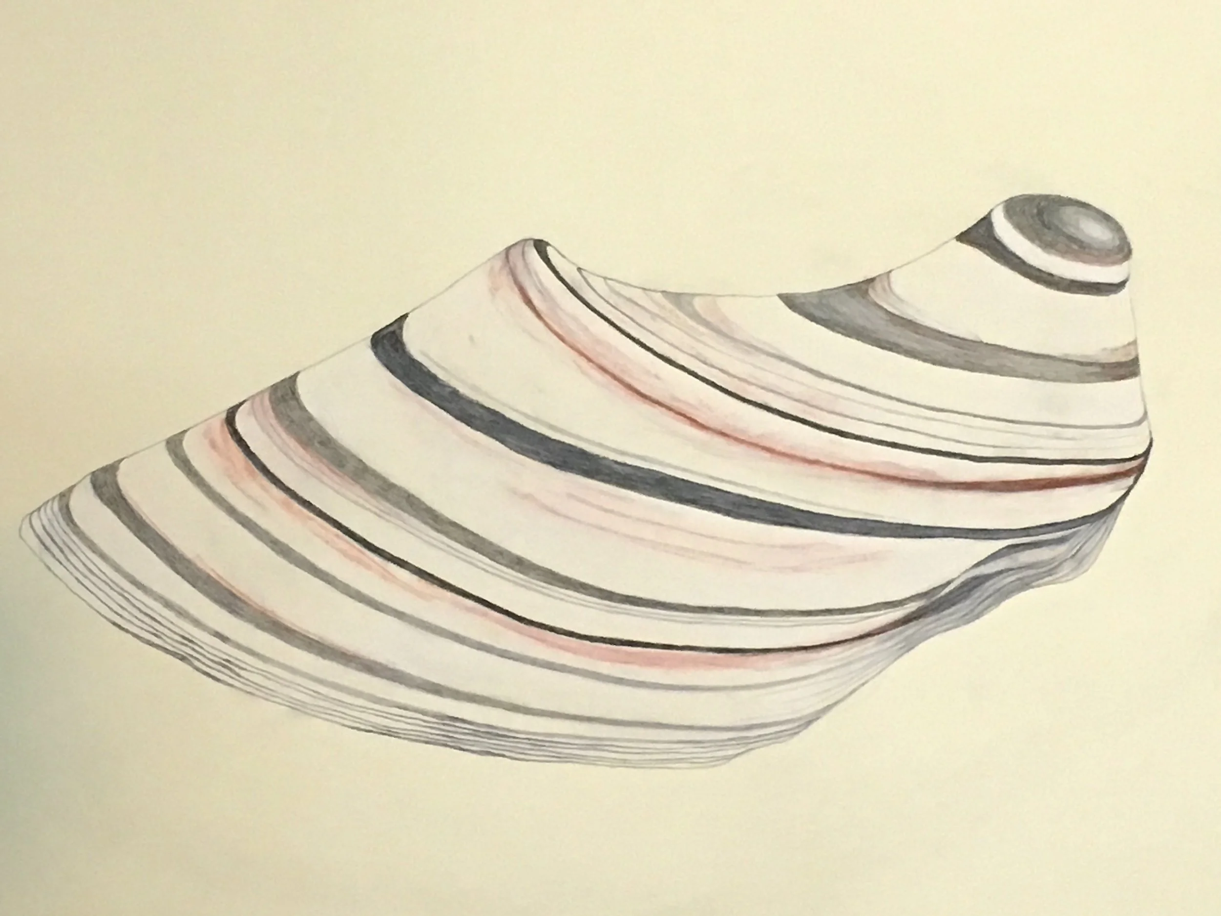 Shell Fragment 2,  22"x30”  Pastel, compressed charcoal, graphite