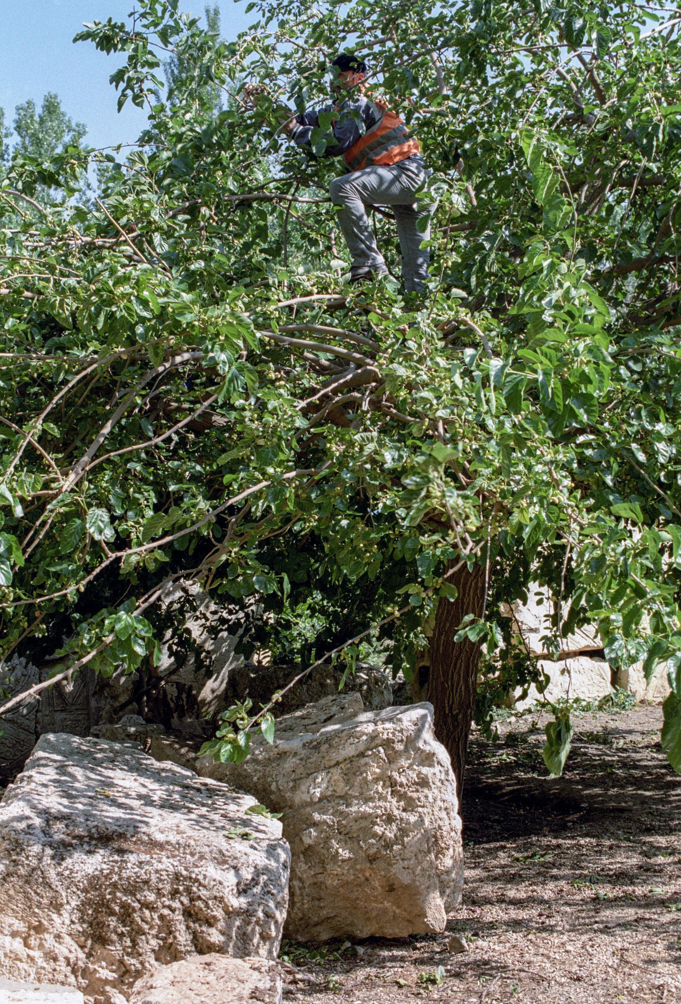 Baalbek May 2016.jpg