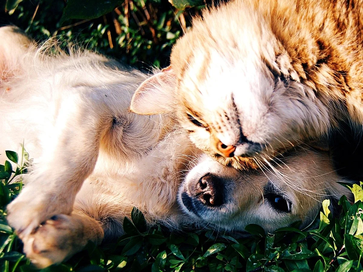 Animal Reiki + Communication Session