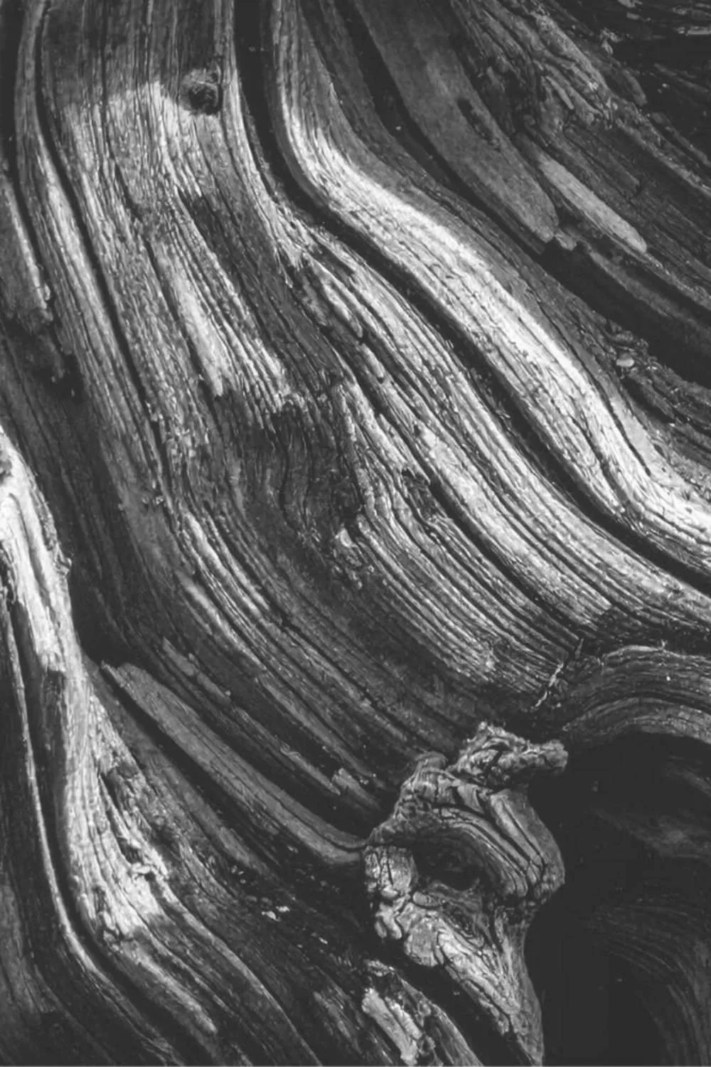 zoom image of driftwood