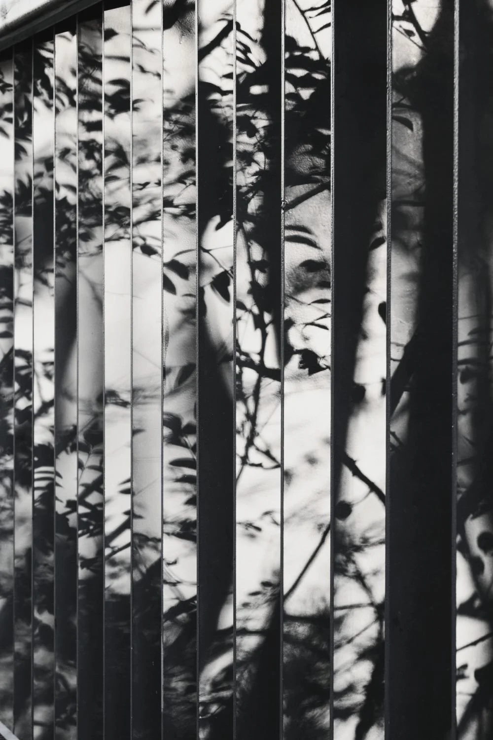 Black and white photo of plant shadows cast on a fence with vertical slats.