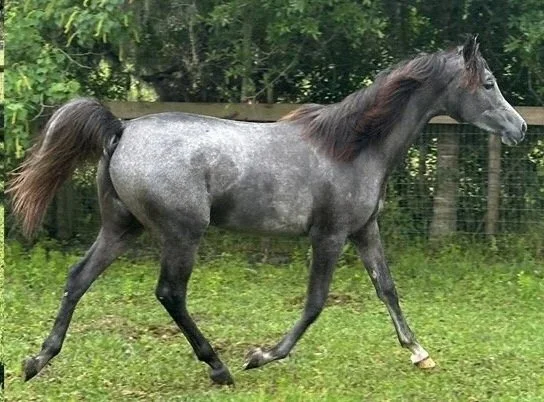Tesoro Sport Horses foal progress photos