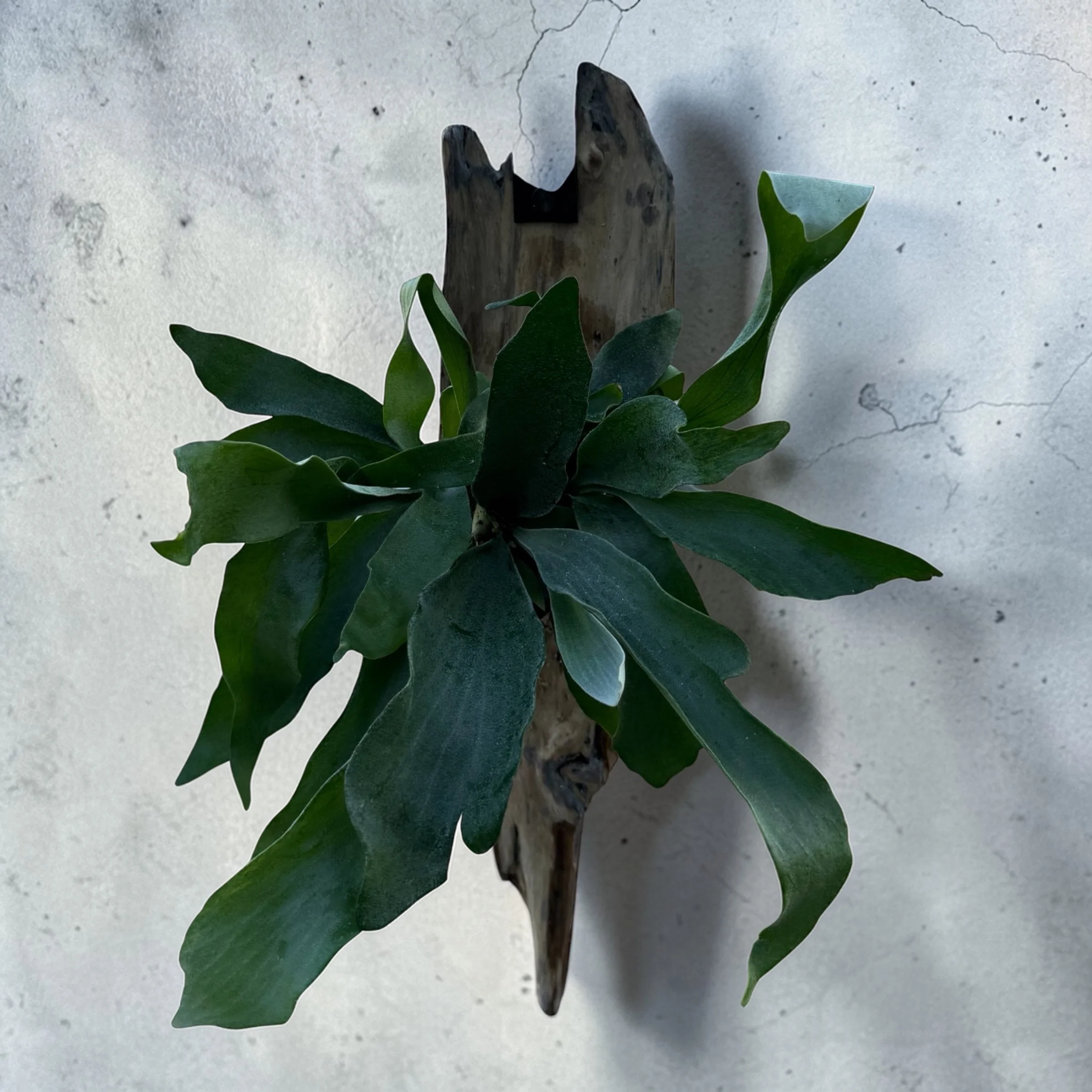 Stunner Driftwood