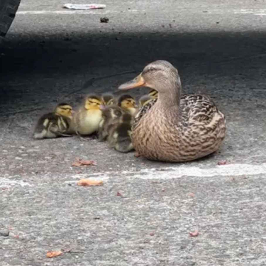 Short Story:  Still I Wonder