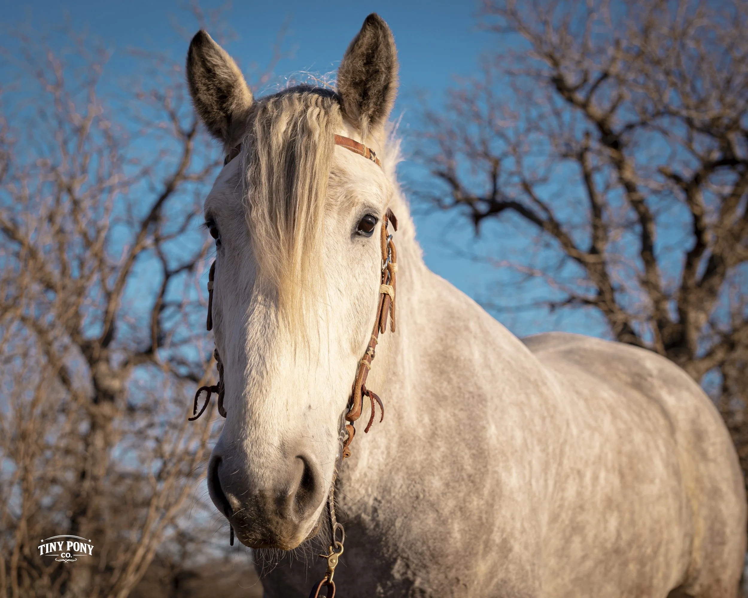 Do you ever wonder what Torgard is thinking?