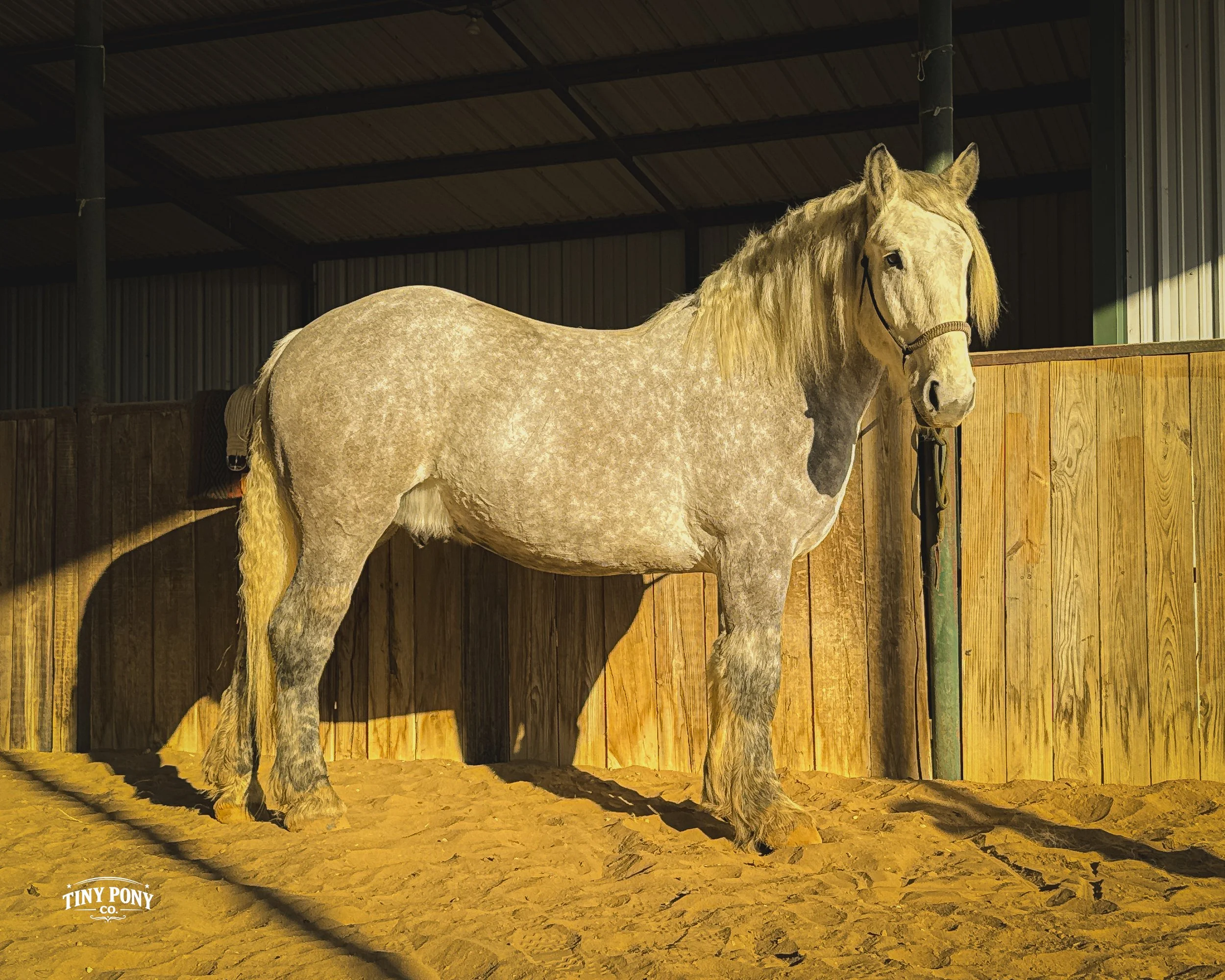 A light-colored horse with a darker patch on its neck, standing inside a wooden stable with a dirt floor, illuminated by sunlight.