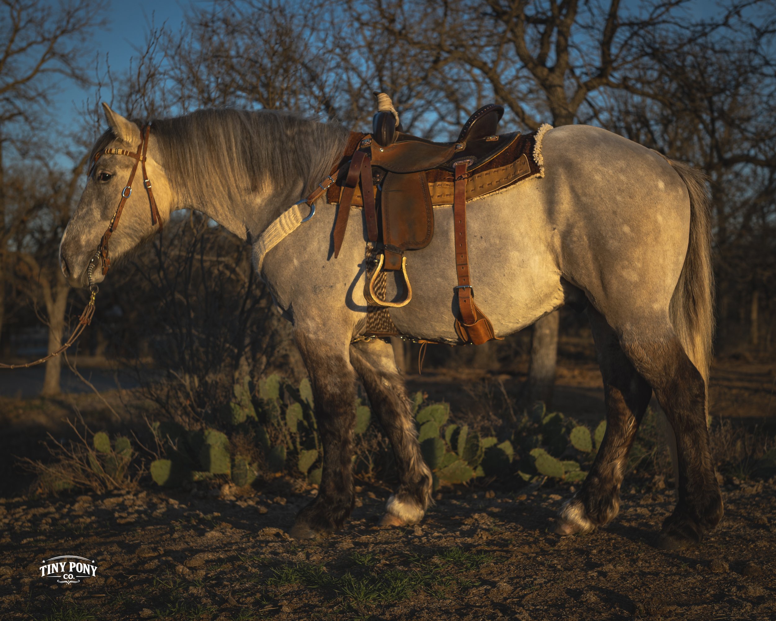 A gray horse with a brown saddle standing outdoors at sunset, with leafless trees in the background.