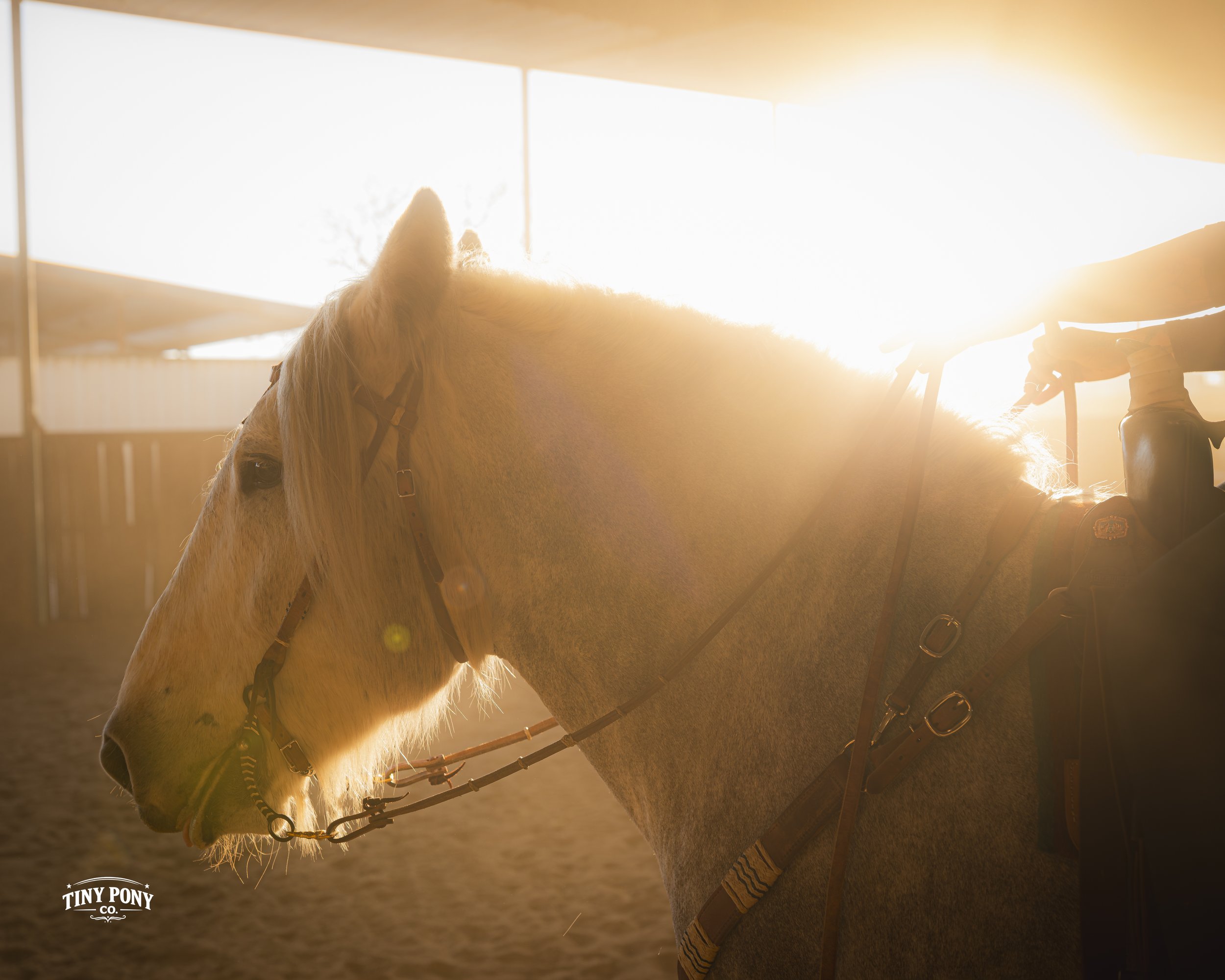 A white horse with a rider in an indoor riding arena, illuminated by bright sunlight streaming through large windows.