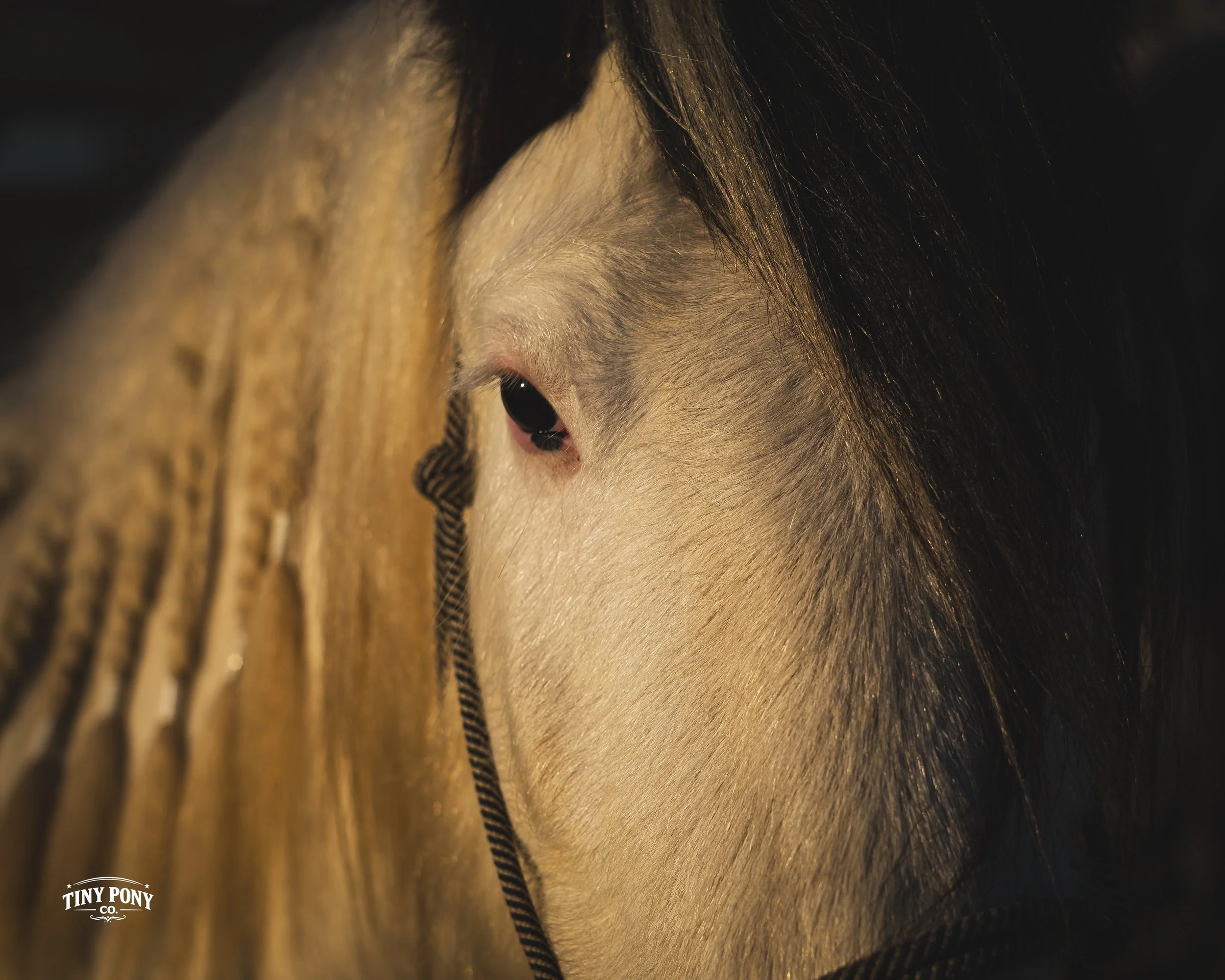 Close-up of a cream-colored horse with a black mane wearing a halter, focusing on its eye and the side of its face.