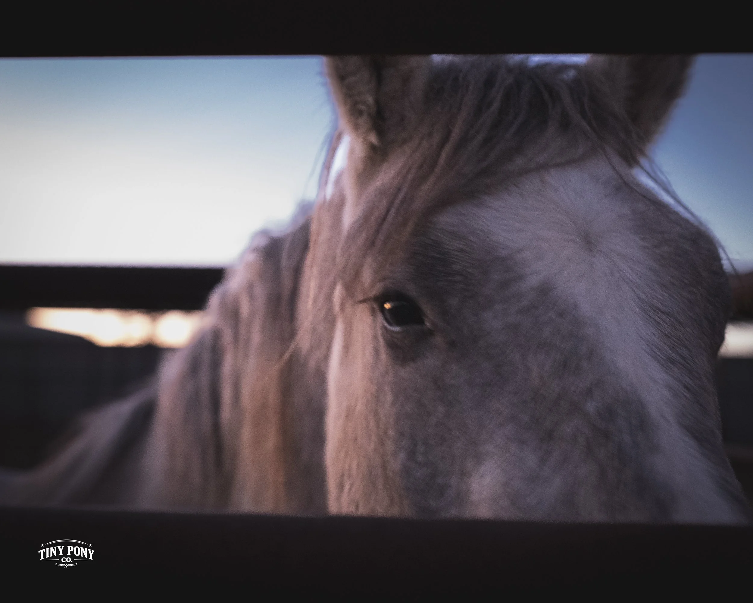 A close-up of a horse's face peering through a gap in a wooden fence, with a blurred sky in the background.