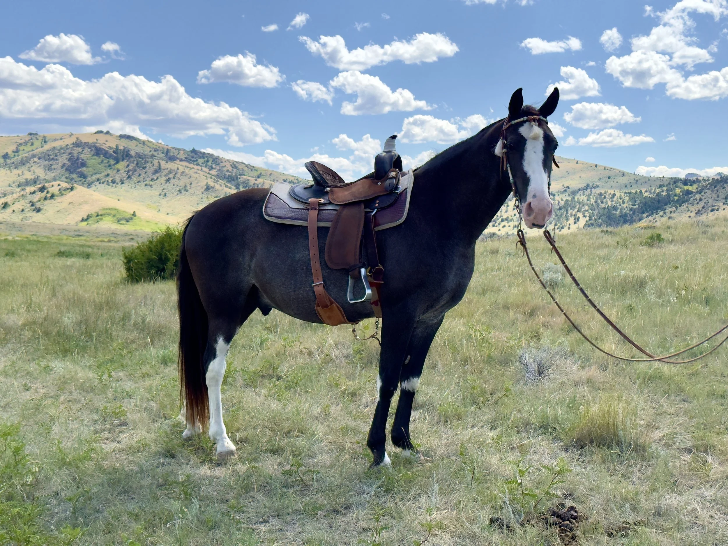 Ivar taking in the Montana countryside