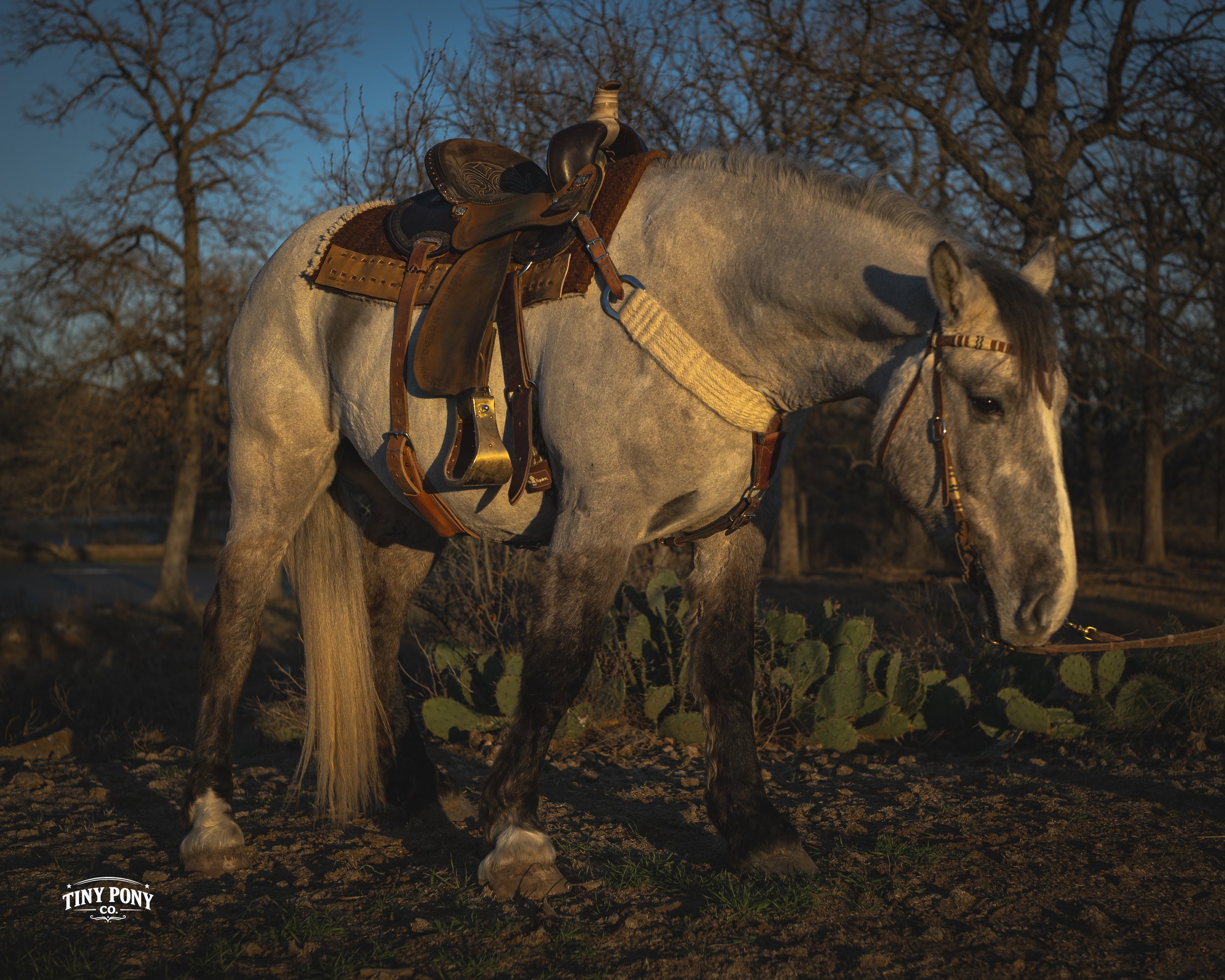 A gray horse with a saddle and bridle standing on a dirt ground with leafless trees in the background during late afternoon or early evening.