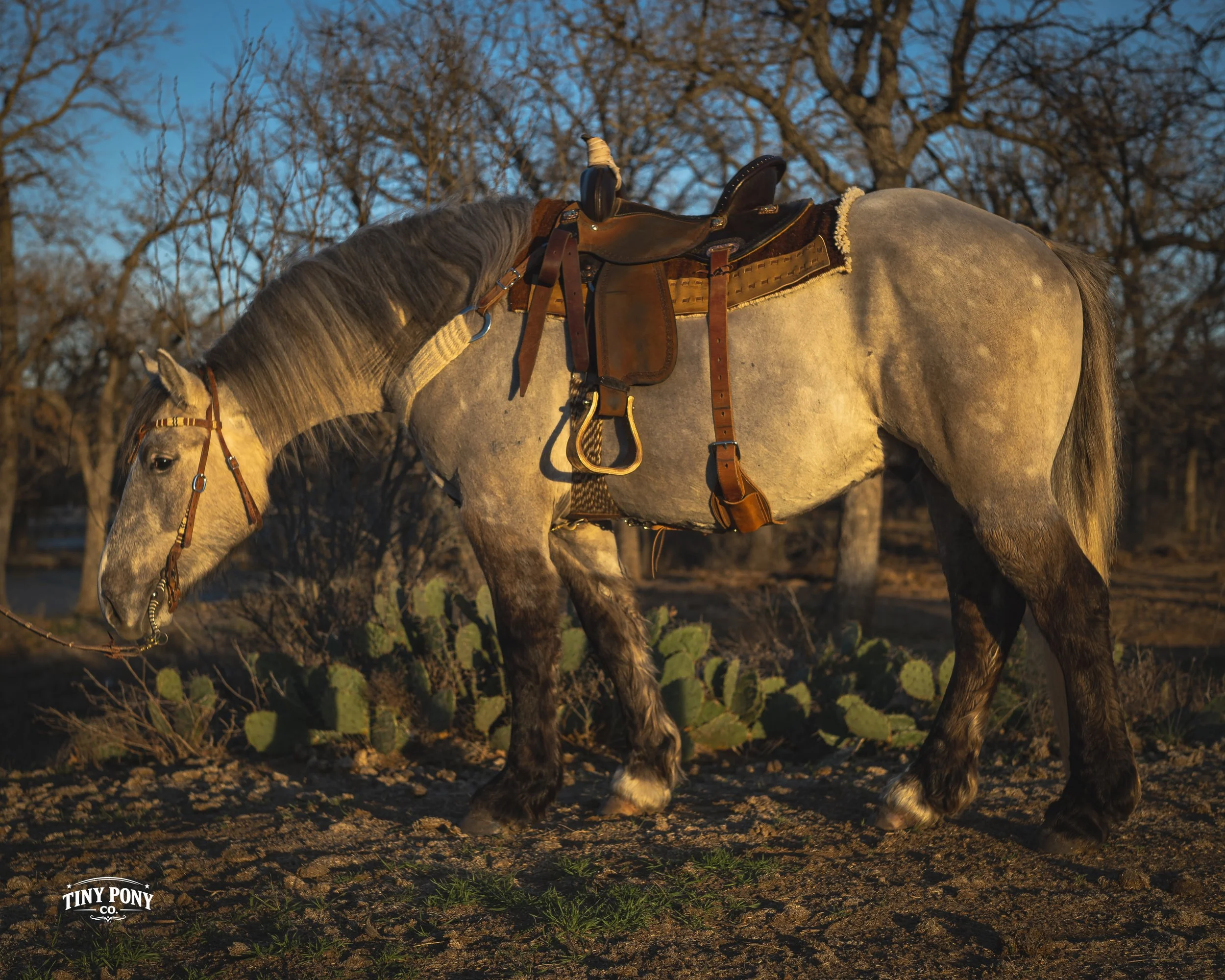 Blackfoot after some sunset training time