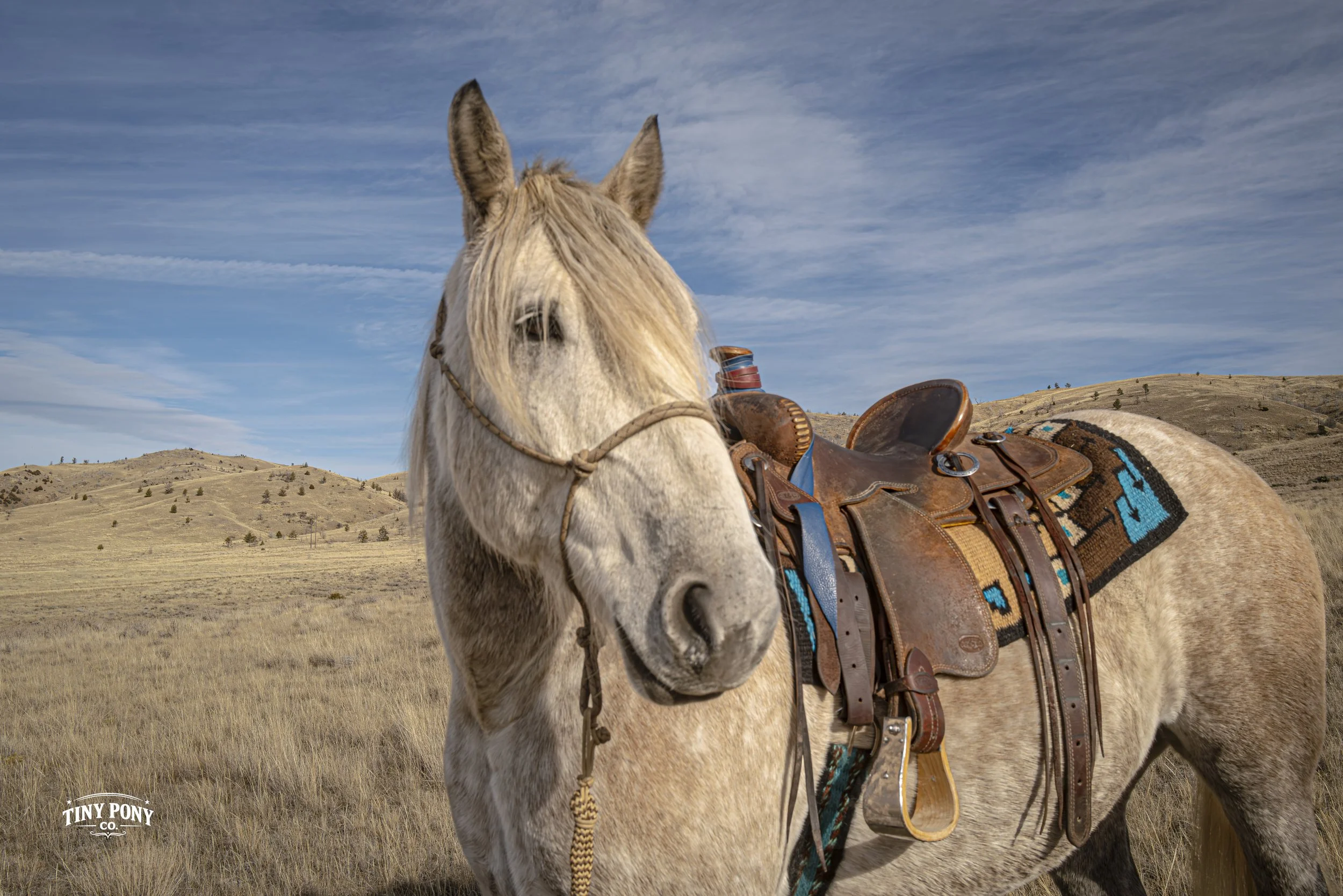 A light-colored horse with a saddle and bridle stands in a dry, grassy field with rolling hills and a partly cloudy sky in the background.