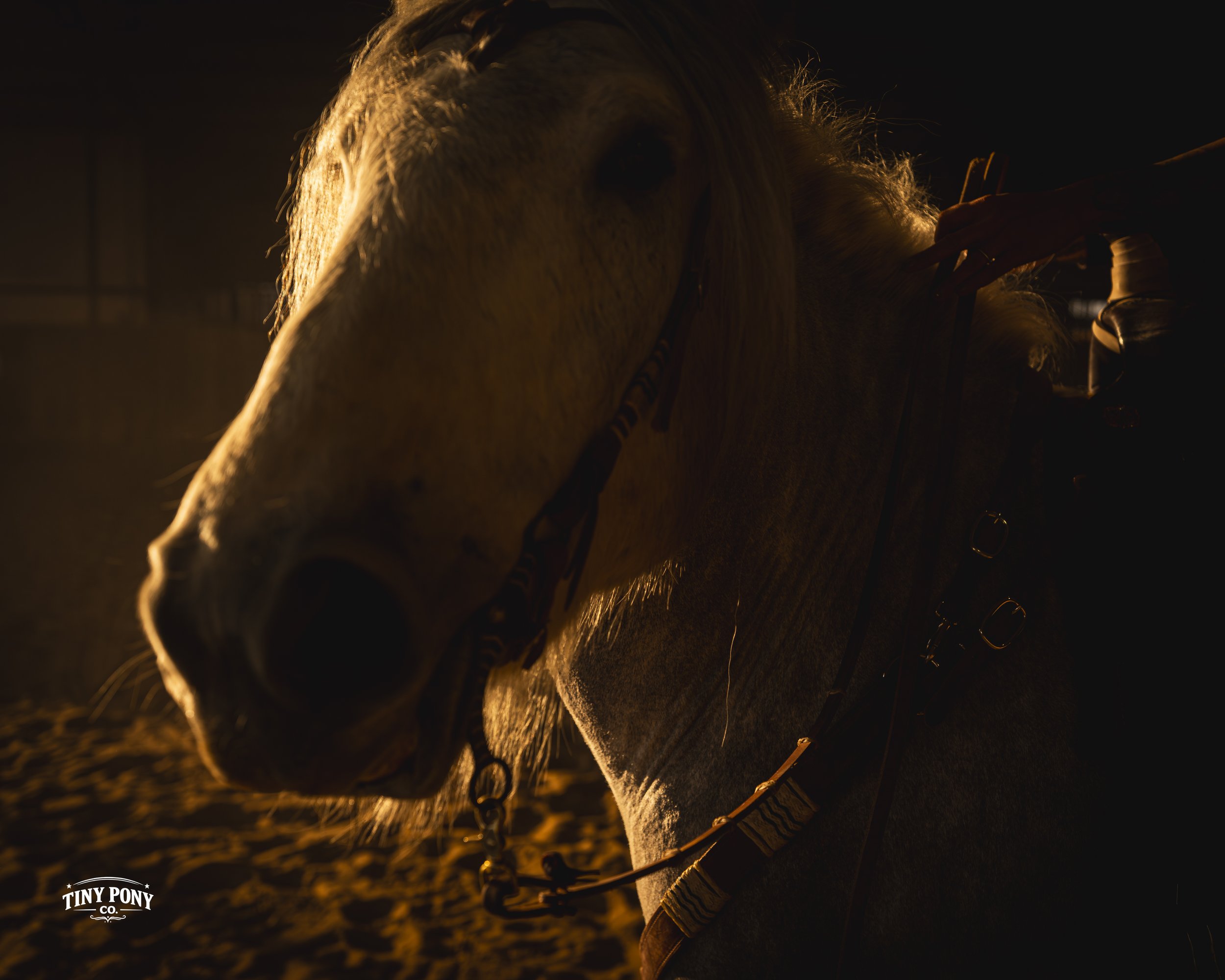Close-up of a white horse's face in low light, with a person's hand adjusting its bridle indoors.