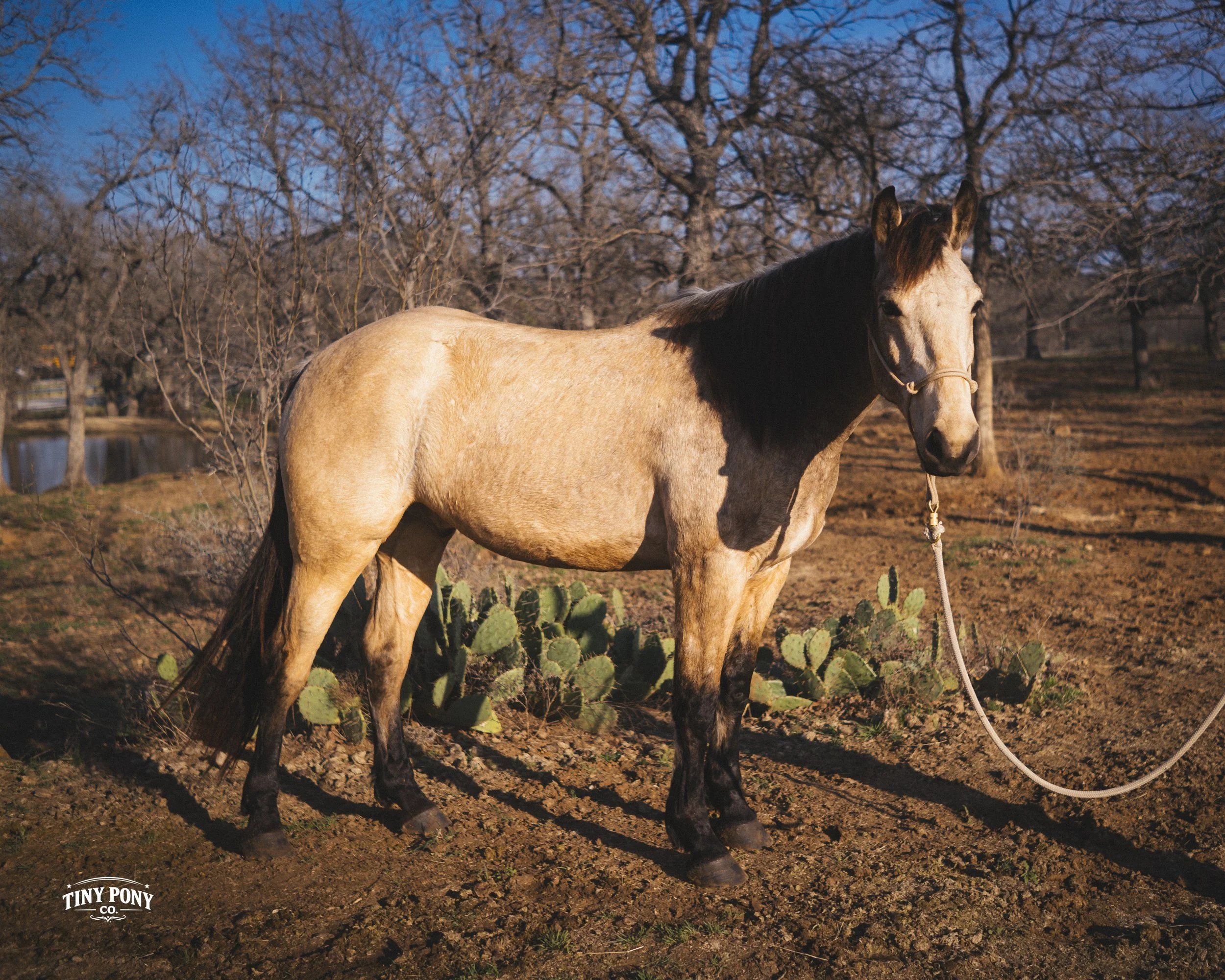 A tan horse with a black mane standing outdoors on a dirt ground with sparse vegetation, bare trees, and a blue sky in the background.