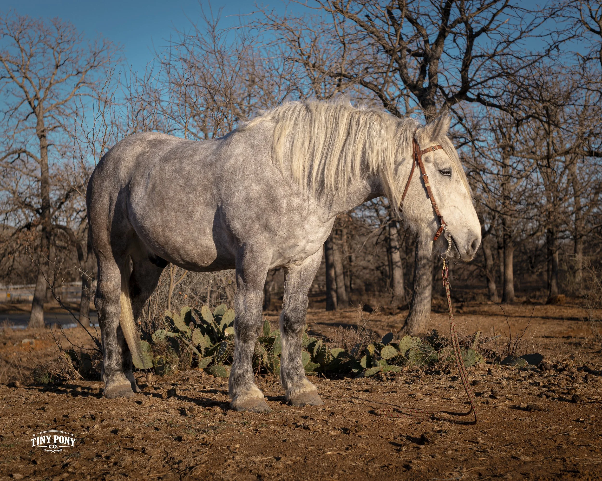 Gray horse with a light mane standing on dry, dirt ground with leafless trees in the background. Small cactus plants are near the horse's hooves. Sunny sky overhead.