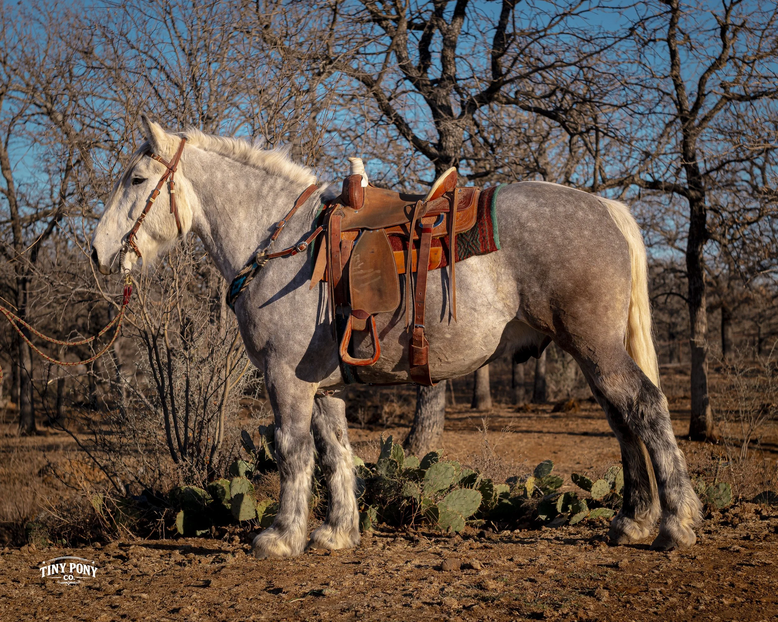 A gray horse with a saddle standing outdoors with leafless trees in the background and cacti in the foreground.