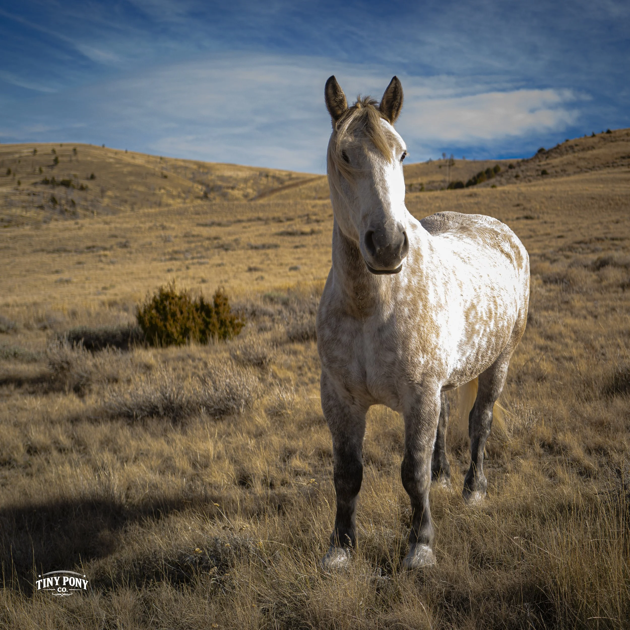 A white and light brown speckled horse standing in a dry, grassy field with rolling hills in the background and a blue sky with wispy clouds.