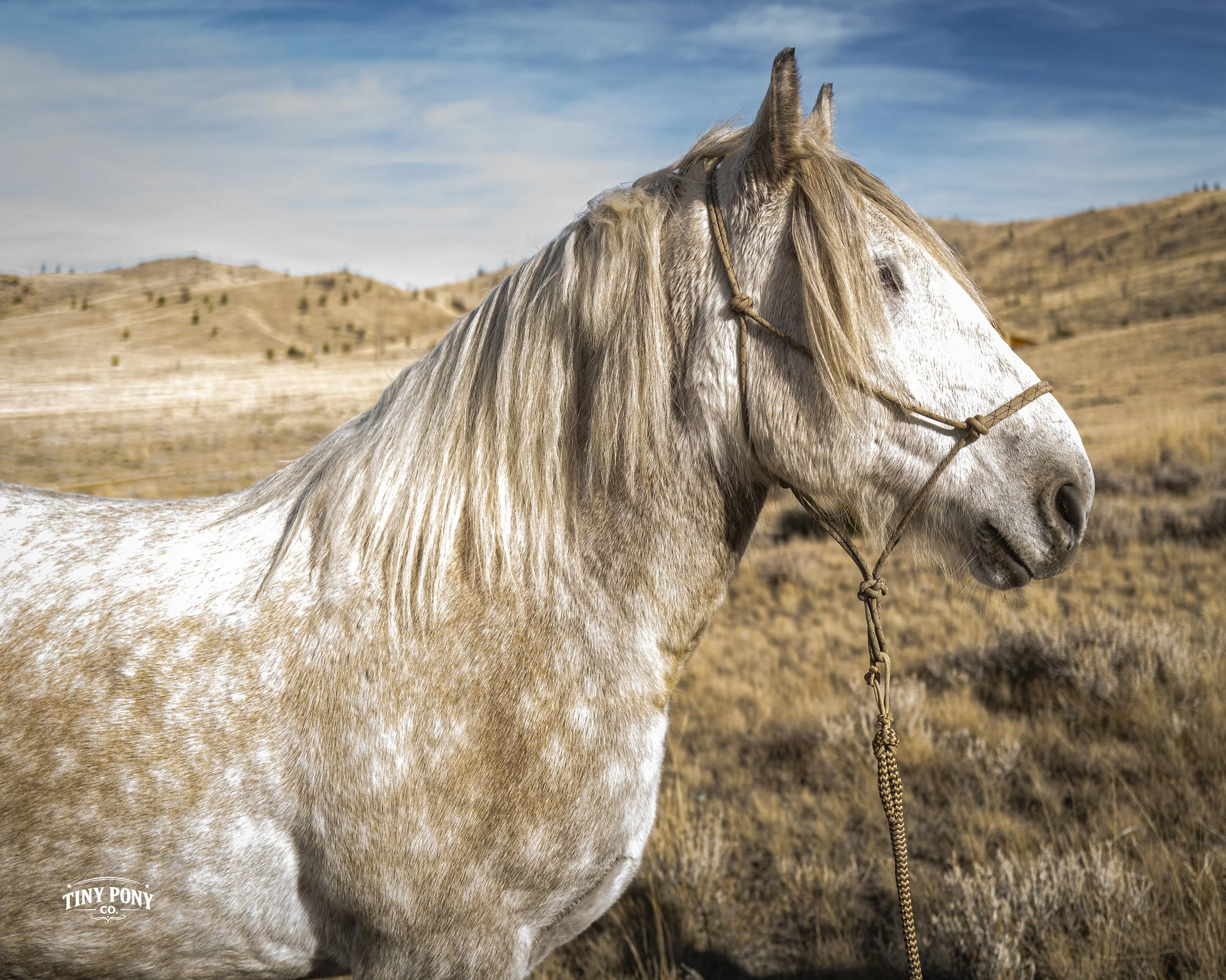 Torgard, a heavenly dream horse