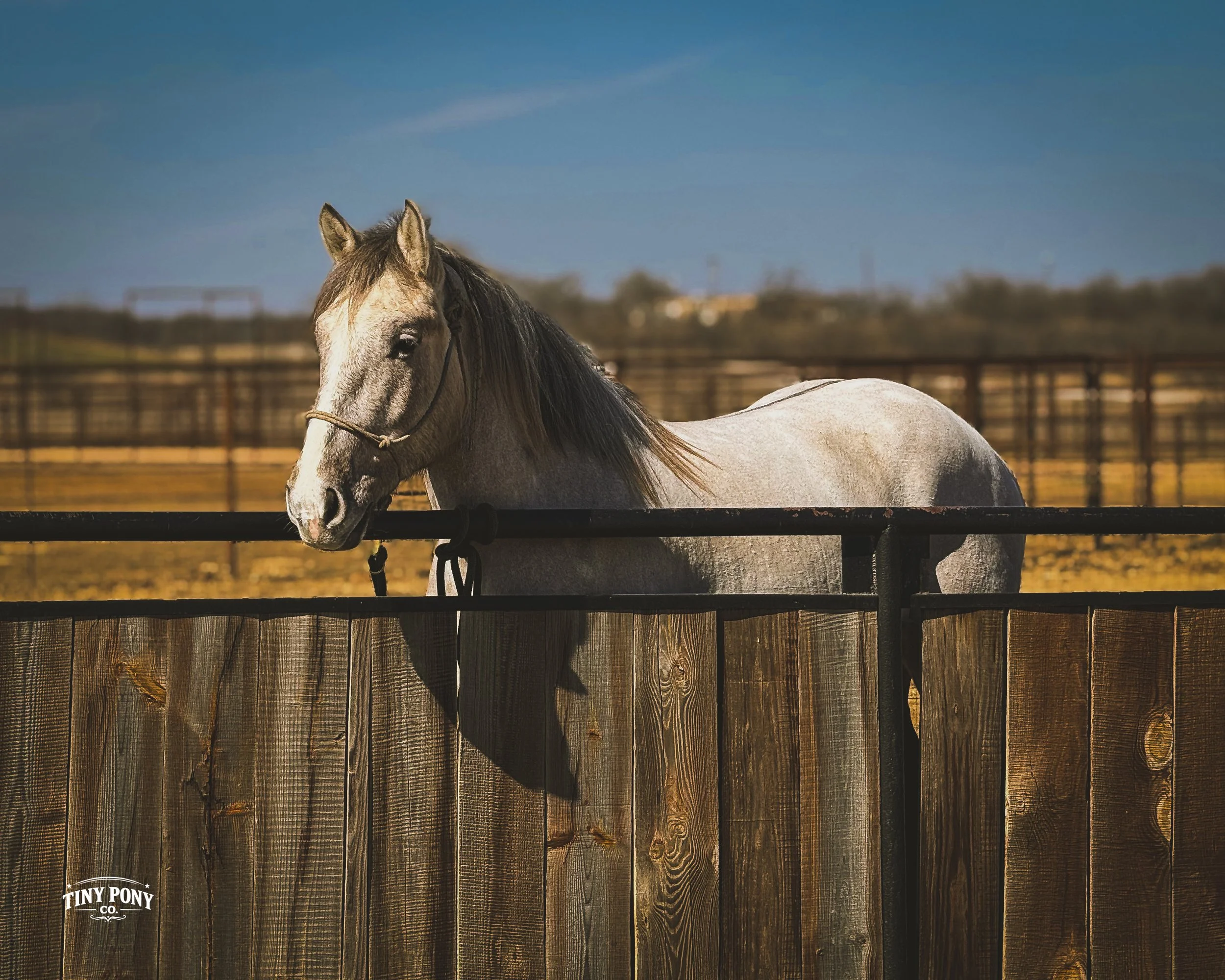 White horse with a rope halter standing behind a wooden and metal fence in a sunny outdoor paddock.