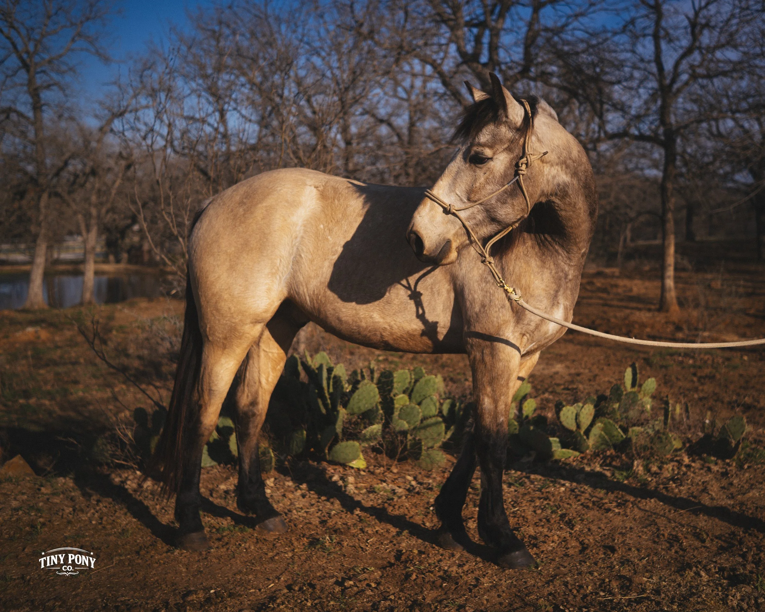 A light brown horse with darker legs standing outdoors on dirt ground surrounded by cacti, with leafless trees and a small body of water in the background during late afternoon or early evening.