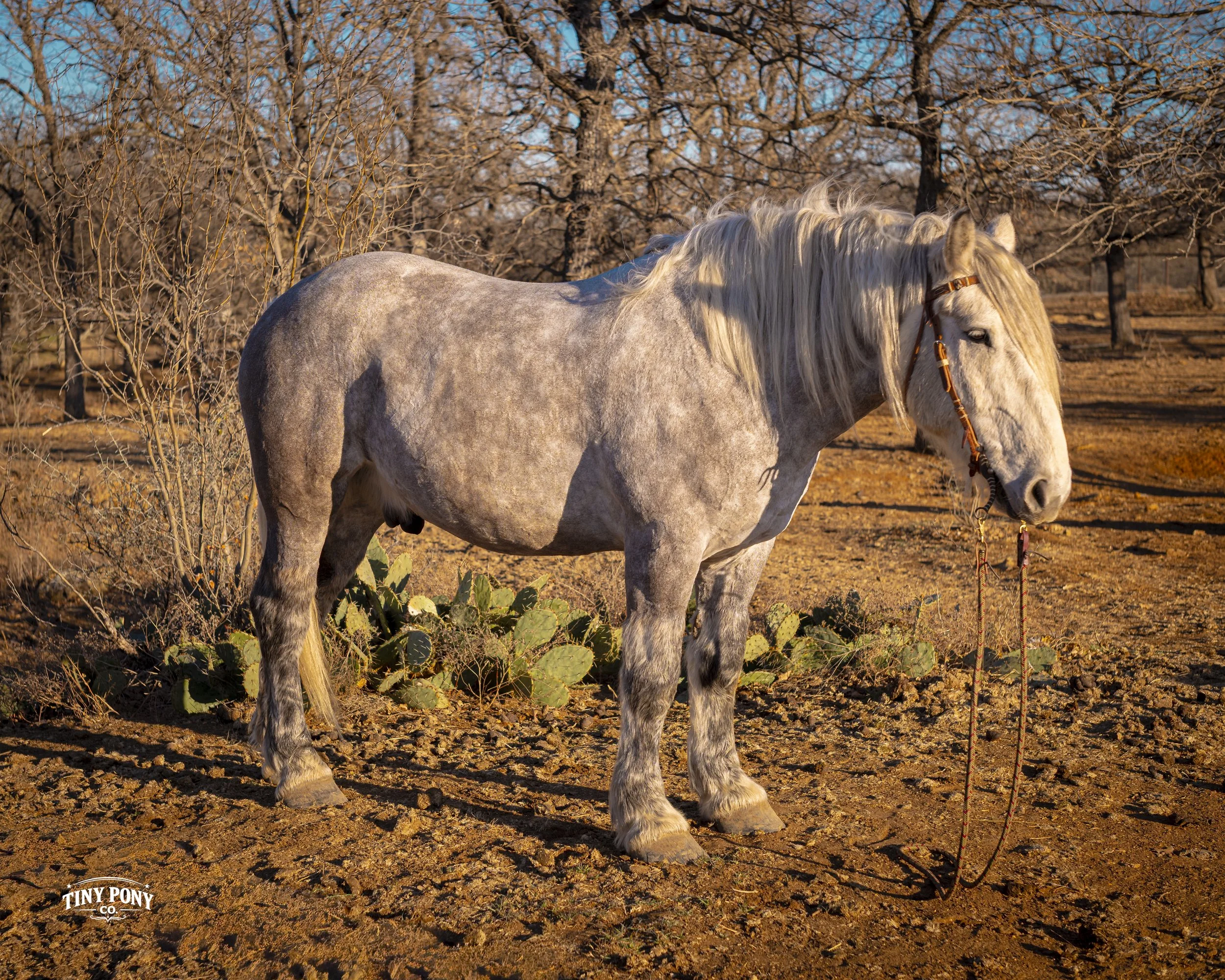 A light gray horse with a long mane standing in a dry, desert landscape with leafless trees and prickly pear cacti. The horse is wearing a brown halter and is tied with a lead rope. The scene is in late afternoon or early evening with warm sunlight. 