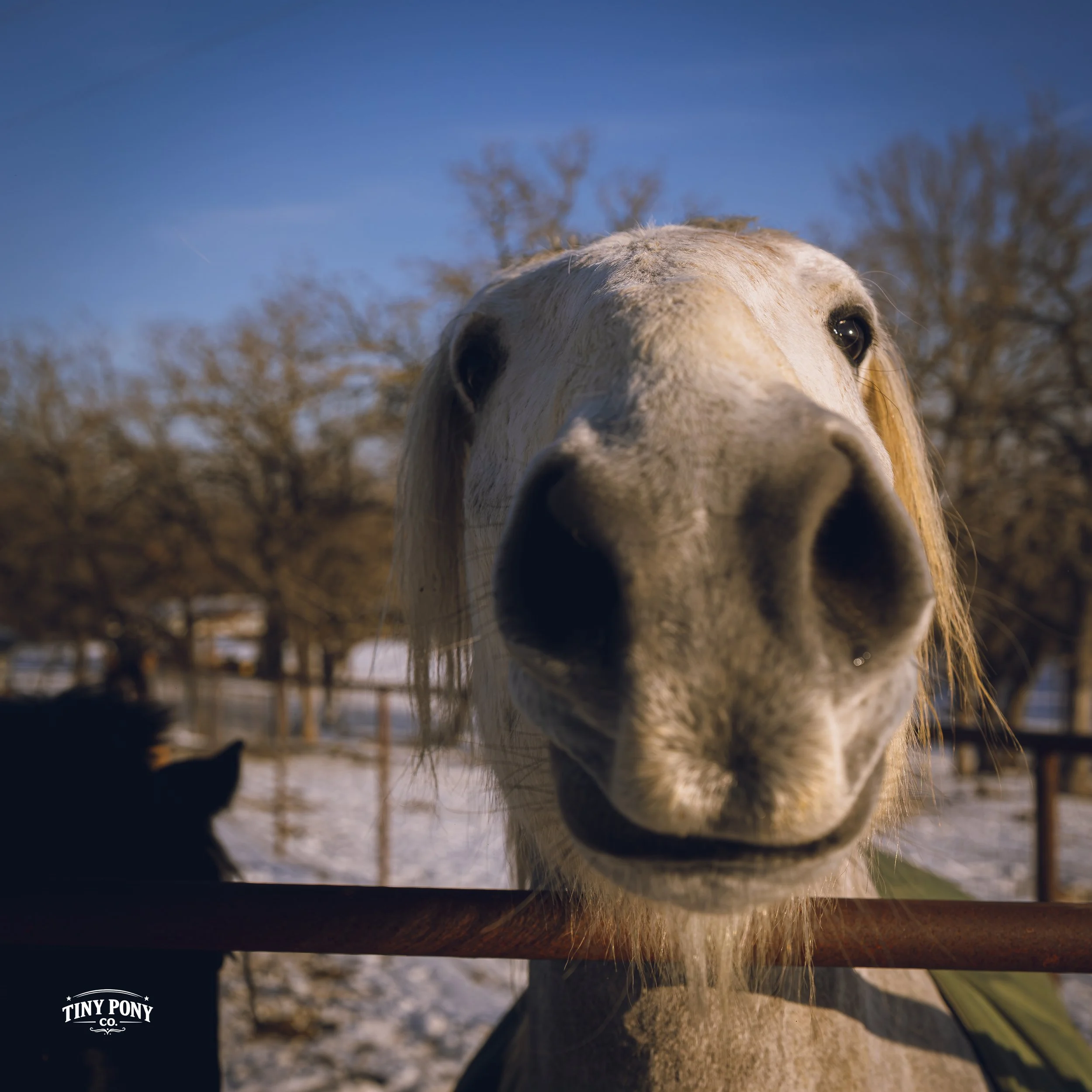 Close-up of a white horse with a large nose looking into the camera, with a farm and leafless trees in the background on a clear day.