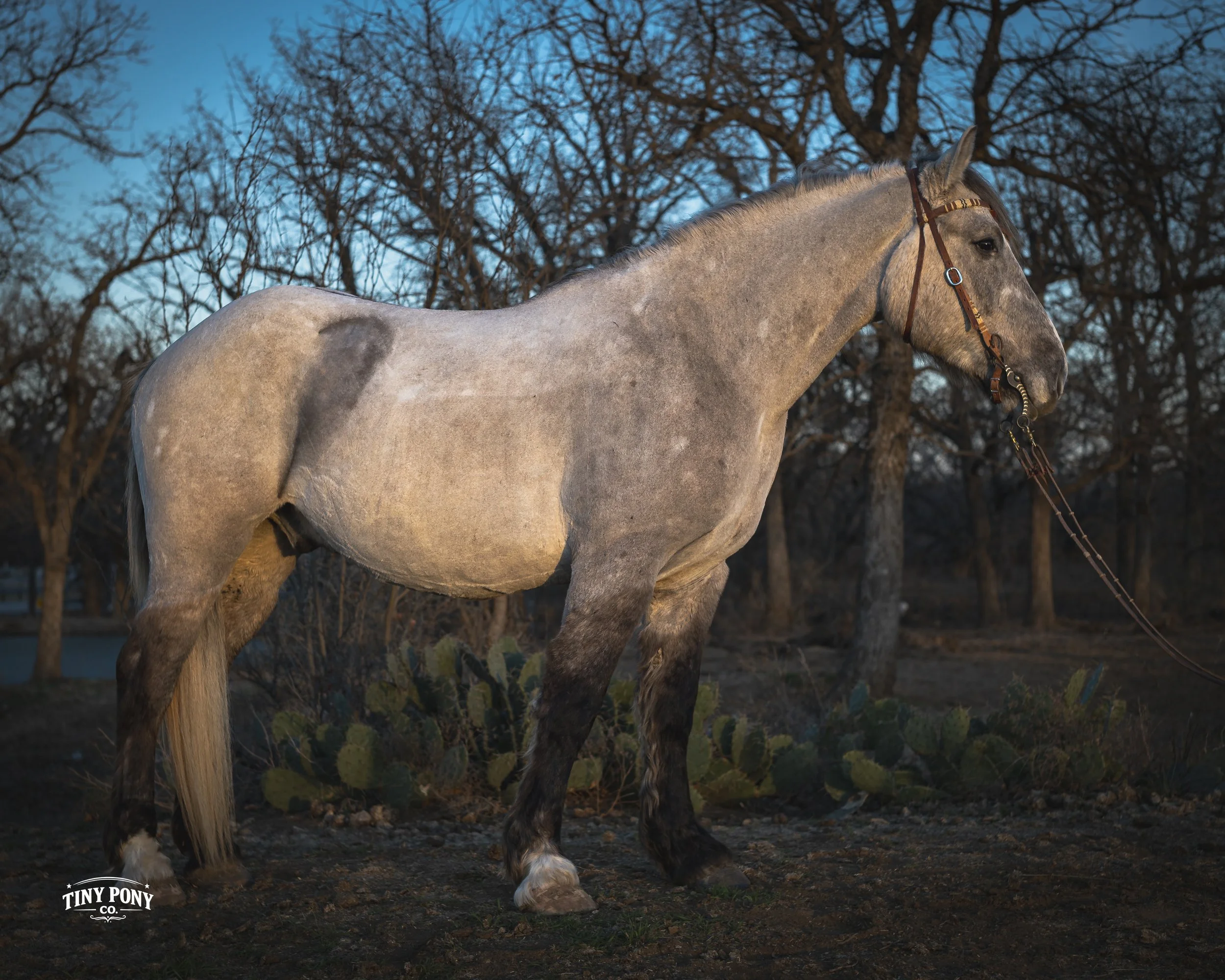 A light brown horse with darker markings on its legs and face standing outdoors among leafless trees and cactus plants, during the early evening or late afternoon.
