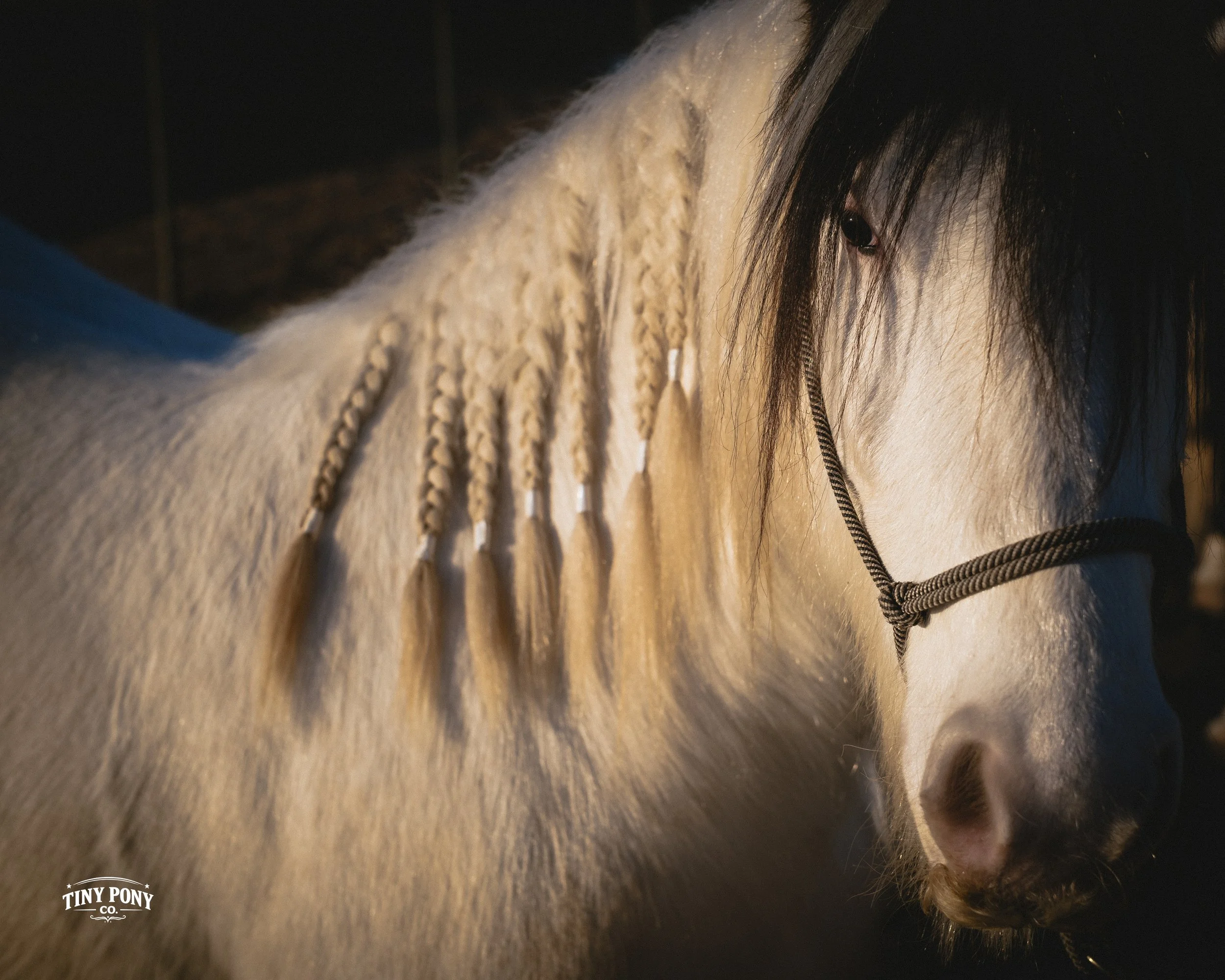 A white horse with a braided mane and a black halter, standing in a stable with a dark background.