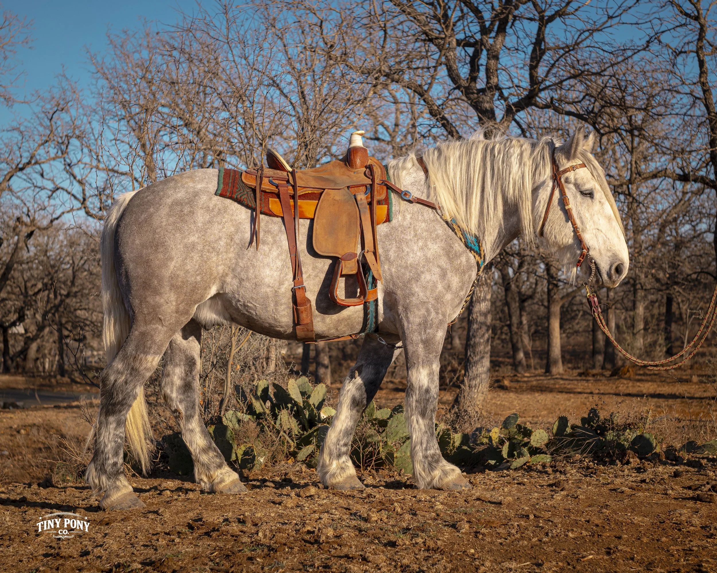 A white horse with a gray coat standing in a dry, leafless wooded area with some green cacti on the ground, saddled with a Western saddle and bridle, under a clear blue sky.