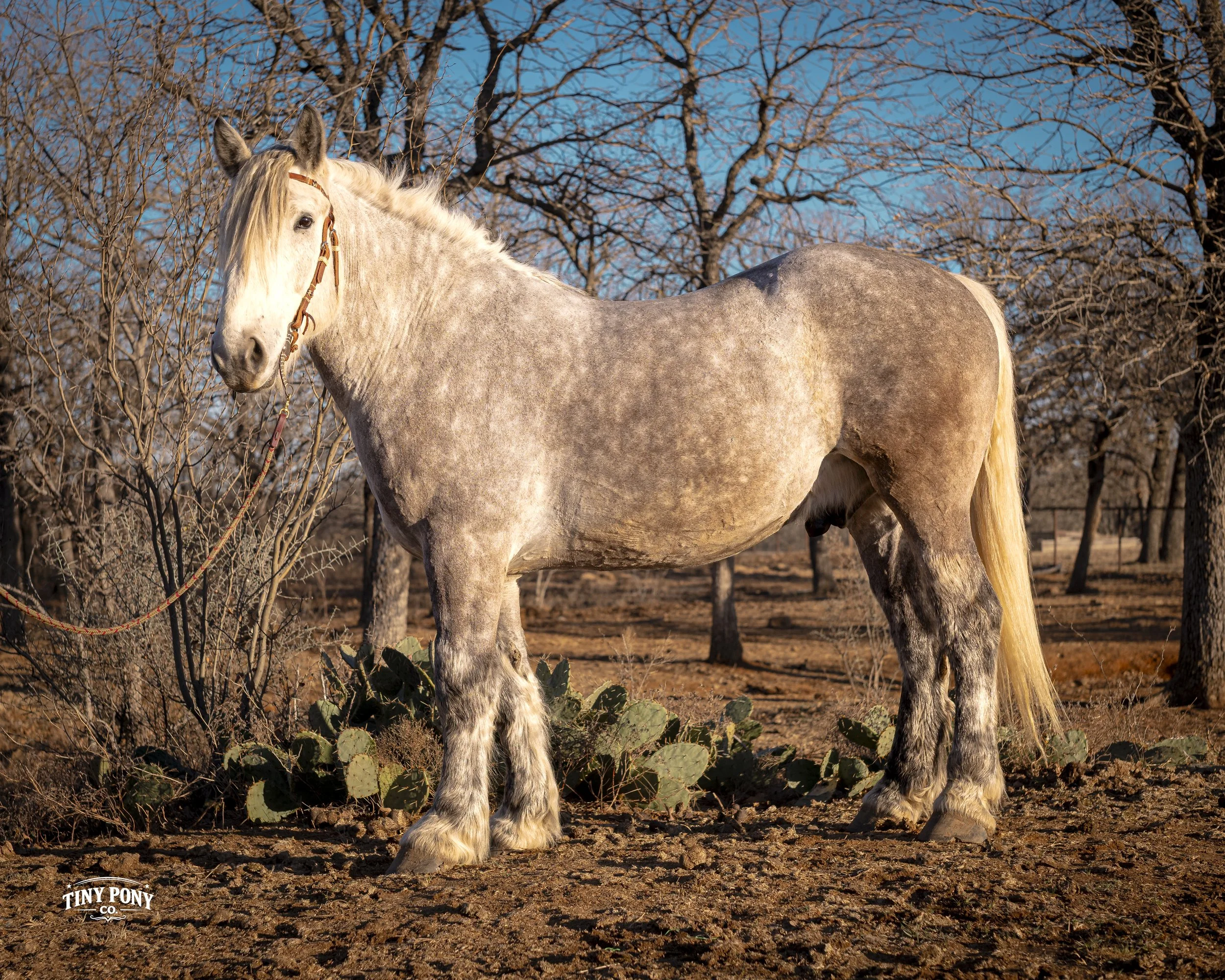 A dapple gray draft horse standing outdoors in a desert landscape with leafless trees and prickly pear cactus, under a blue sky.