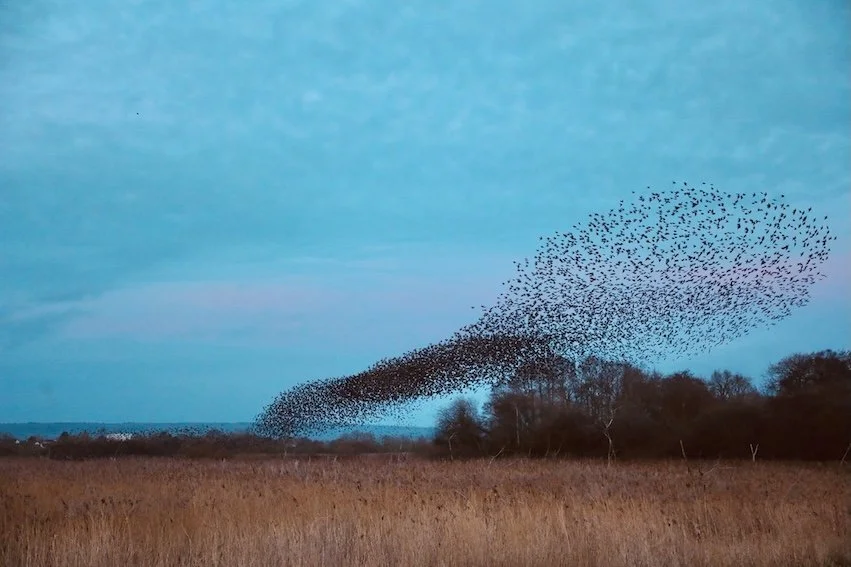 The Shape of a Flock