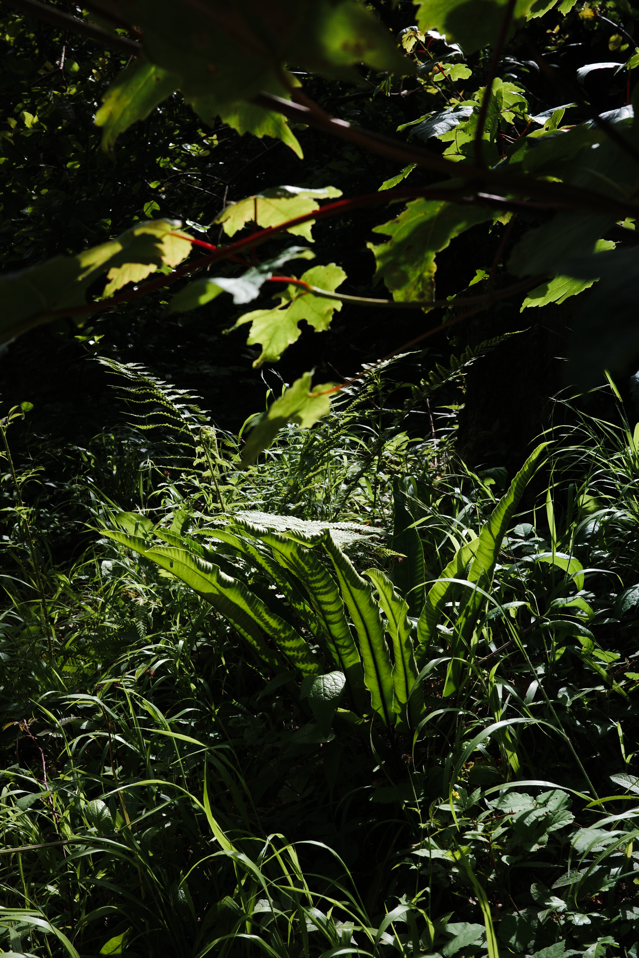 Greenery in Ashton Court, Bristol UK