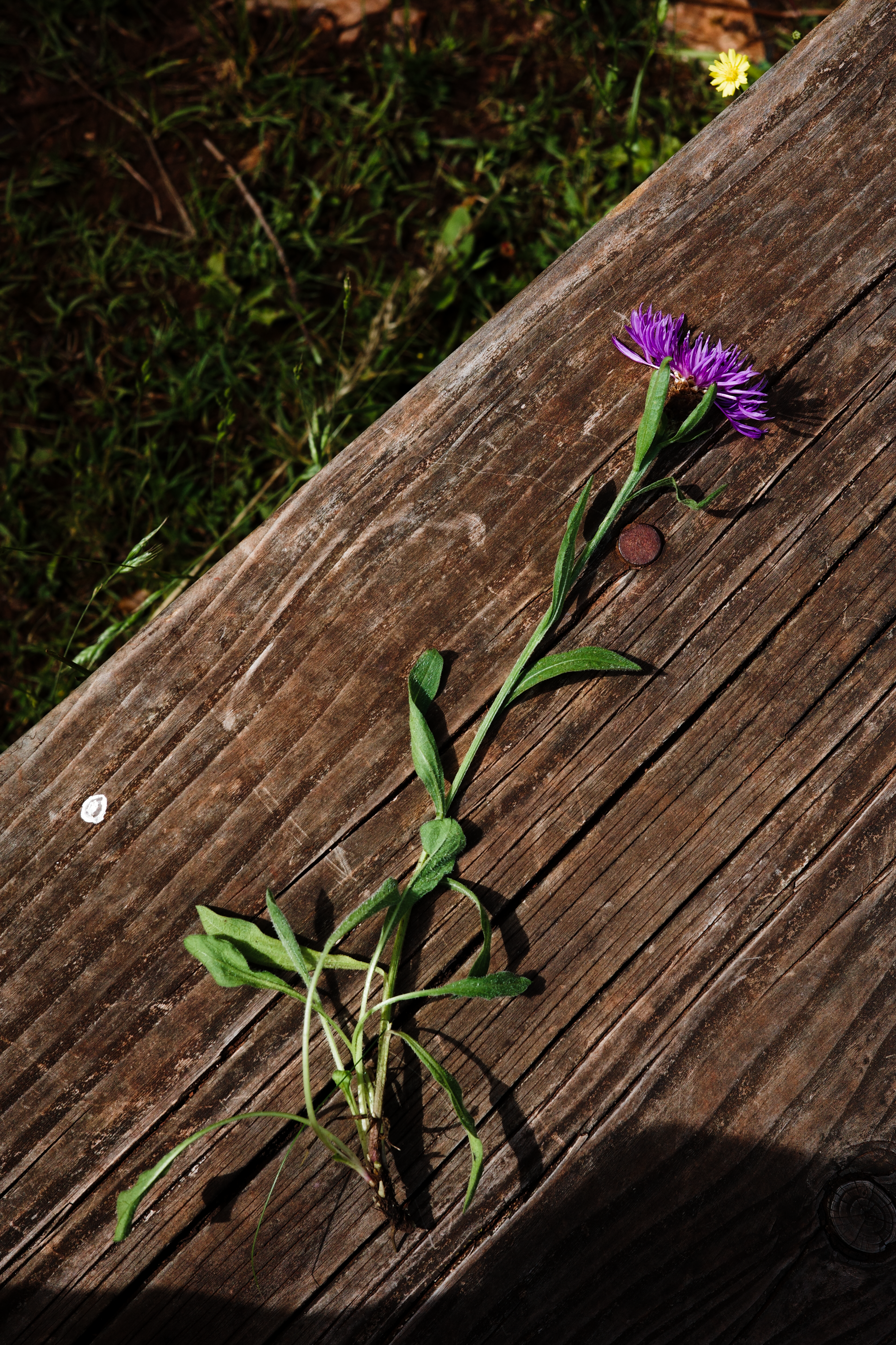 Purple flower on a bench in Ashton Court