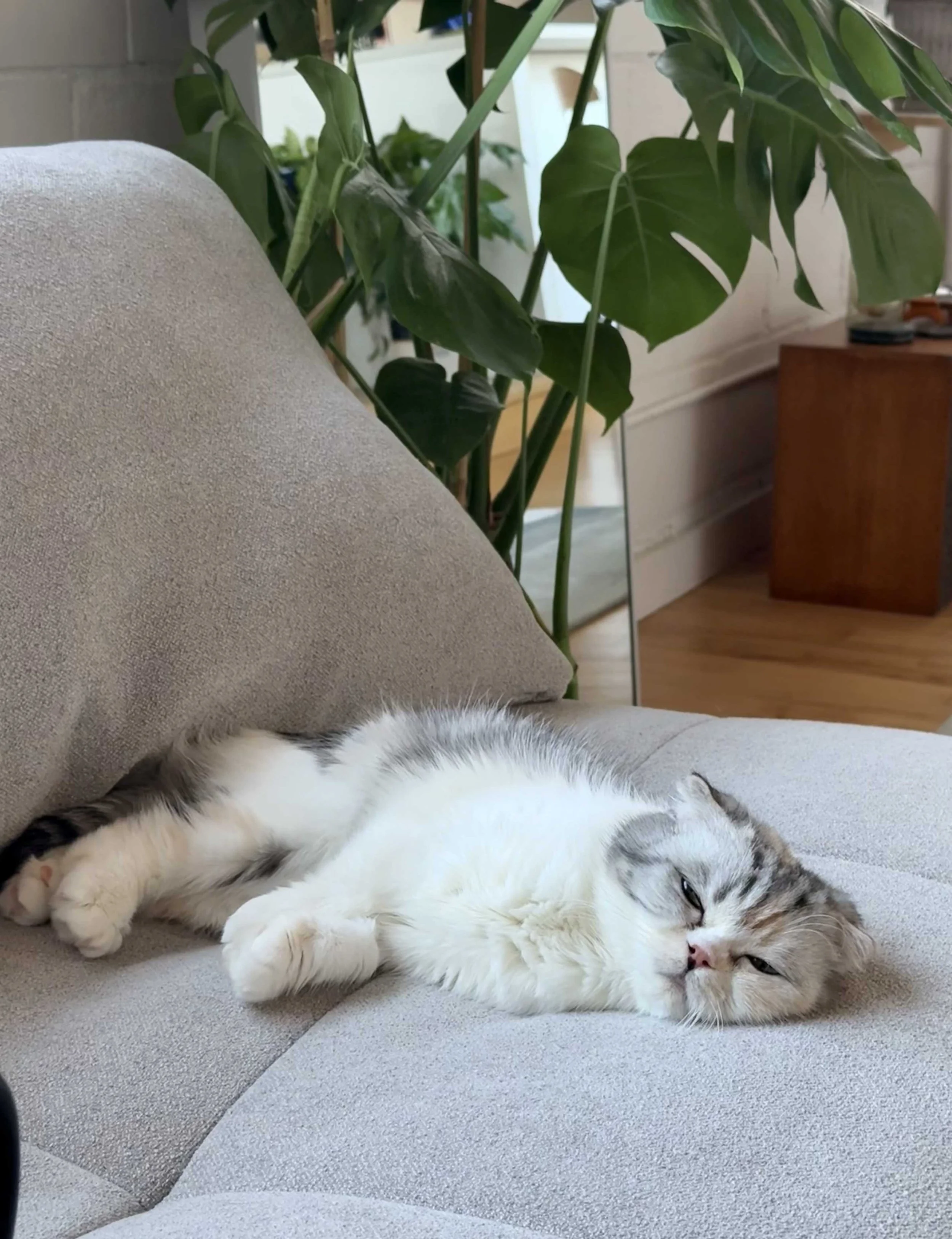 a sleepy white and grey cat lying on a light grey couch-bordered