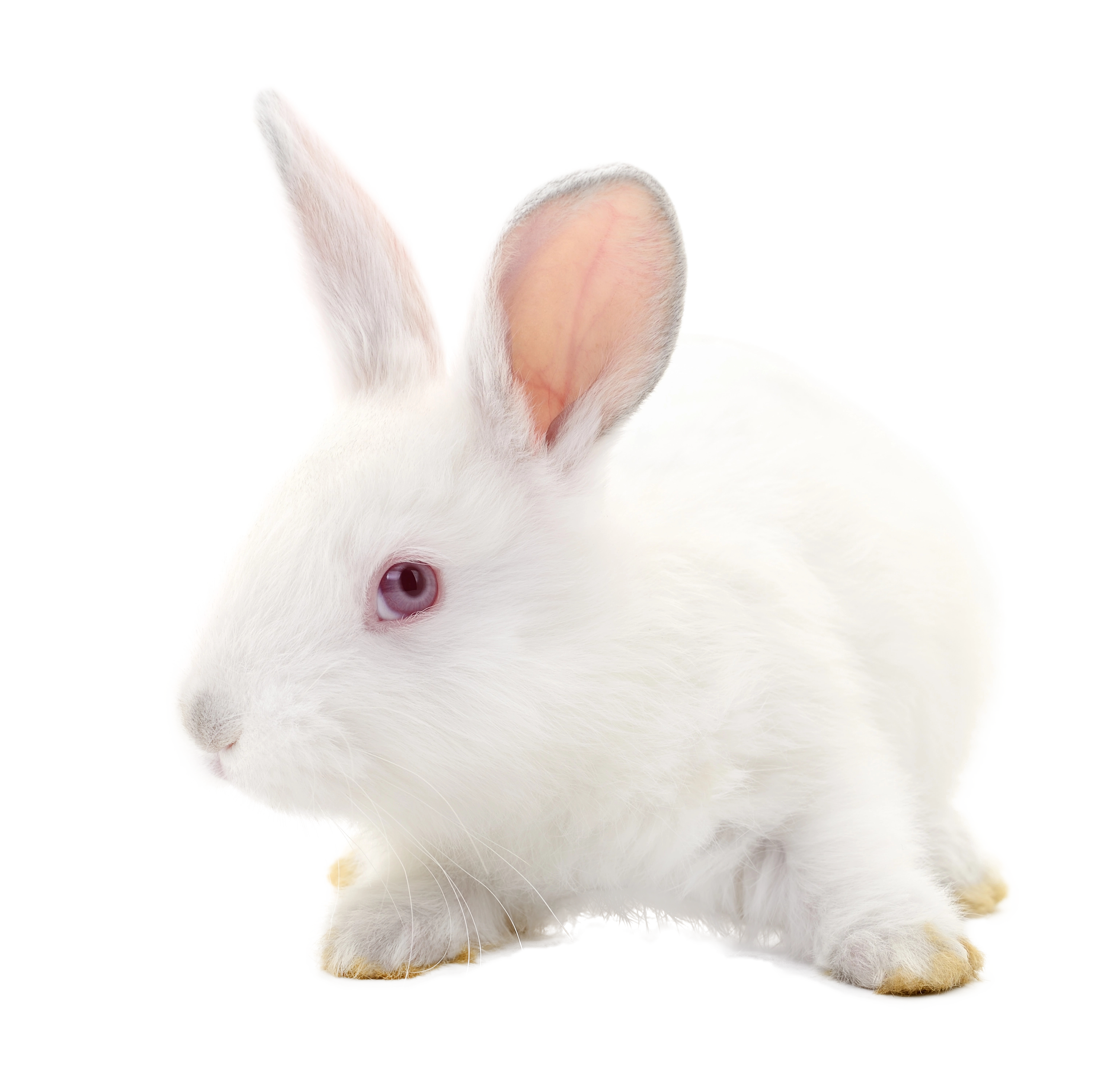 Un conejo blanco con orejas grandes y ojos rosados, enfocado en las orejas y la cabeza.