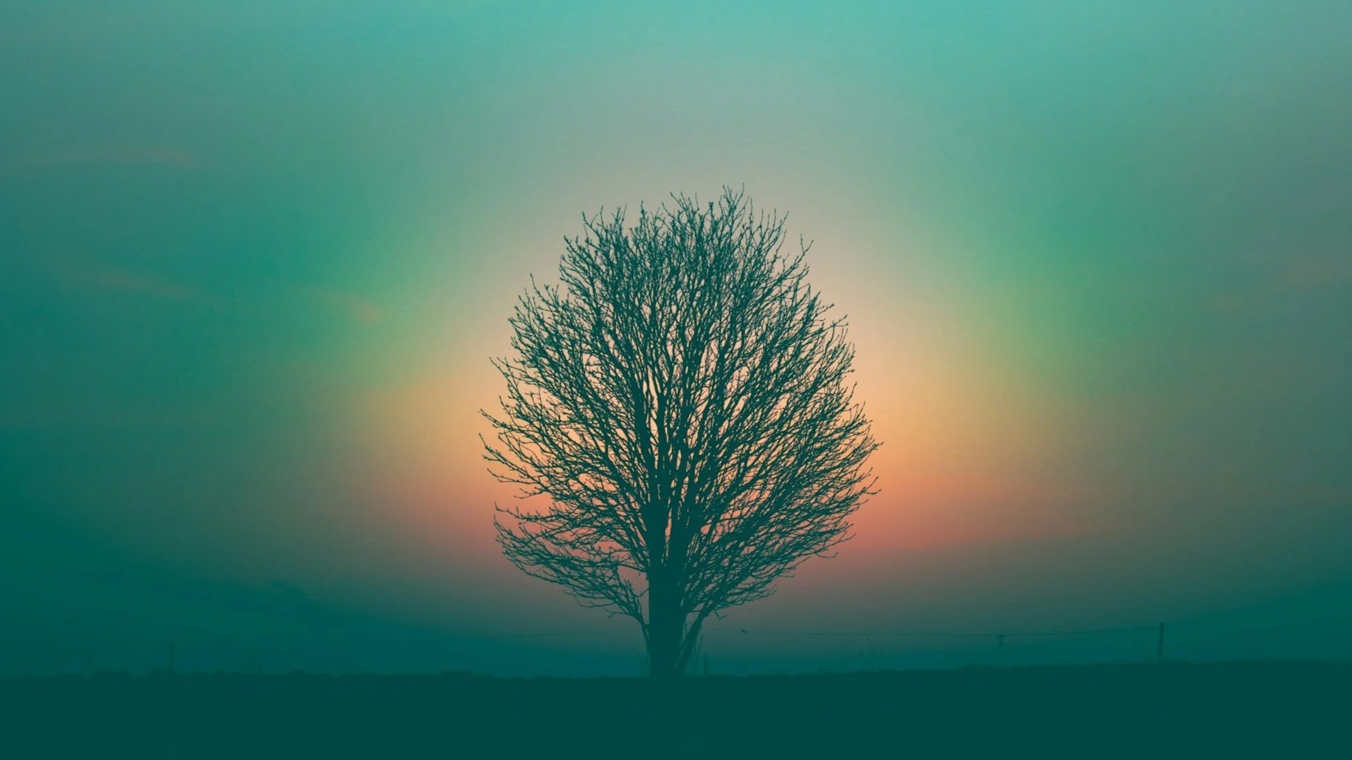 A solitary leafless tree stands outdoors during sunset, with a colorful sky in the background transitioning from green to pinkish orange.