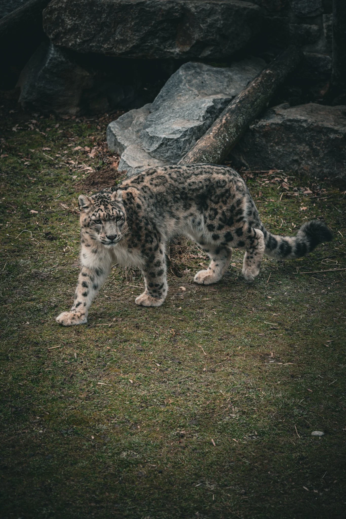 DSC_1951.jpg
