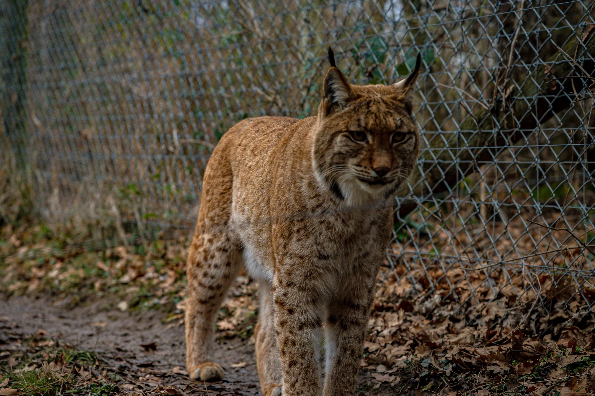 DSC_1932.jpg
