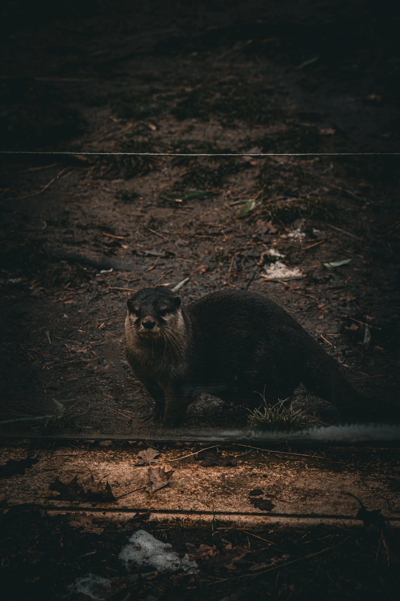 DSC_1631.jpg