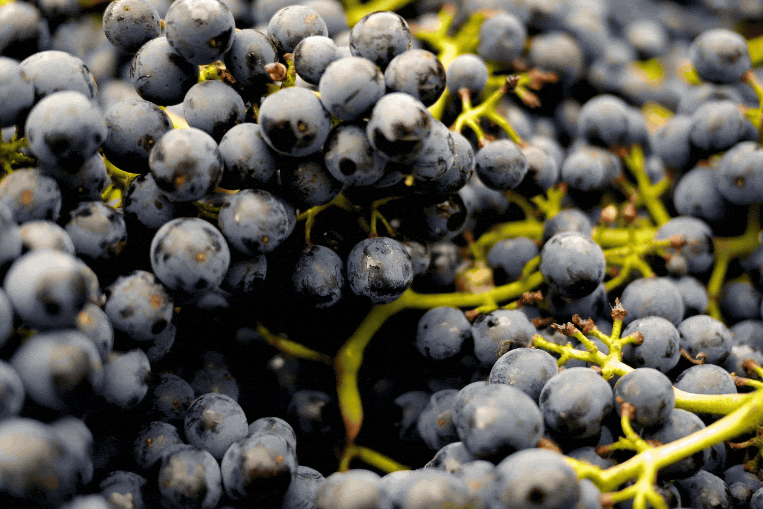 L-Accord-des-Vins_support-de-com_Direction-artistique_Retail-&-print_2026.gif