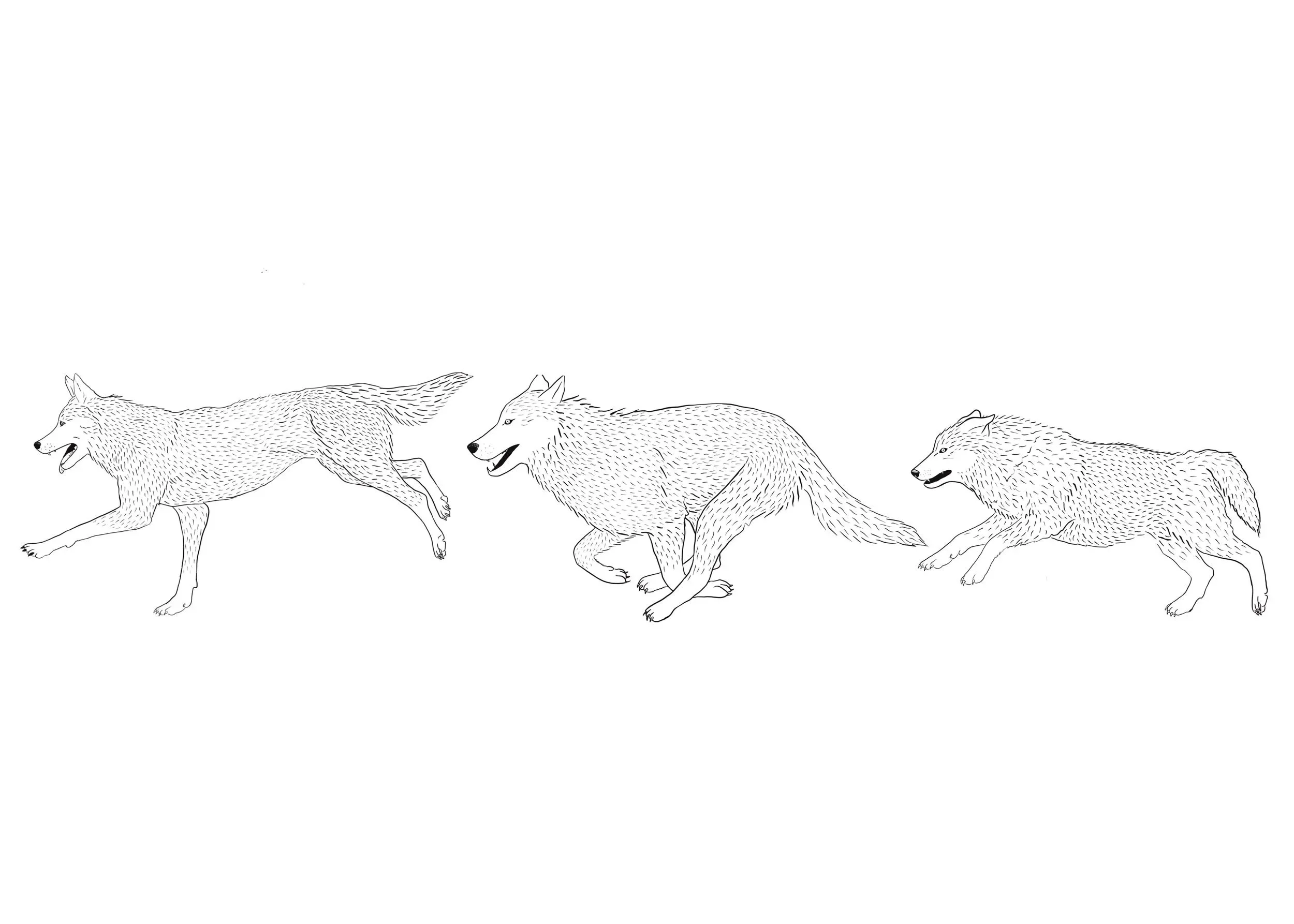Wolves notecard by Teenybotanist