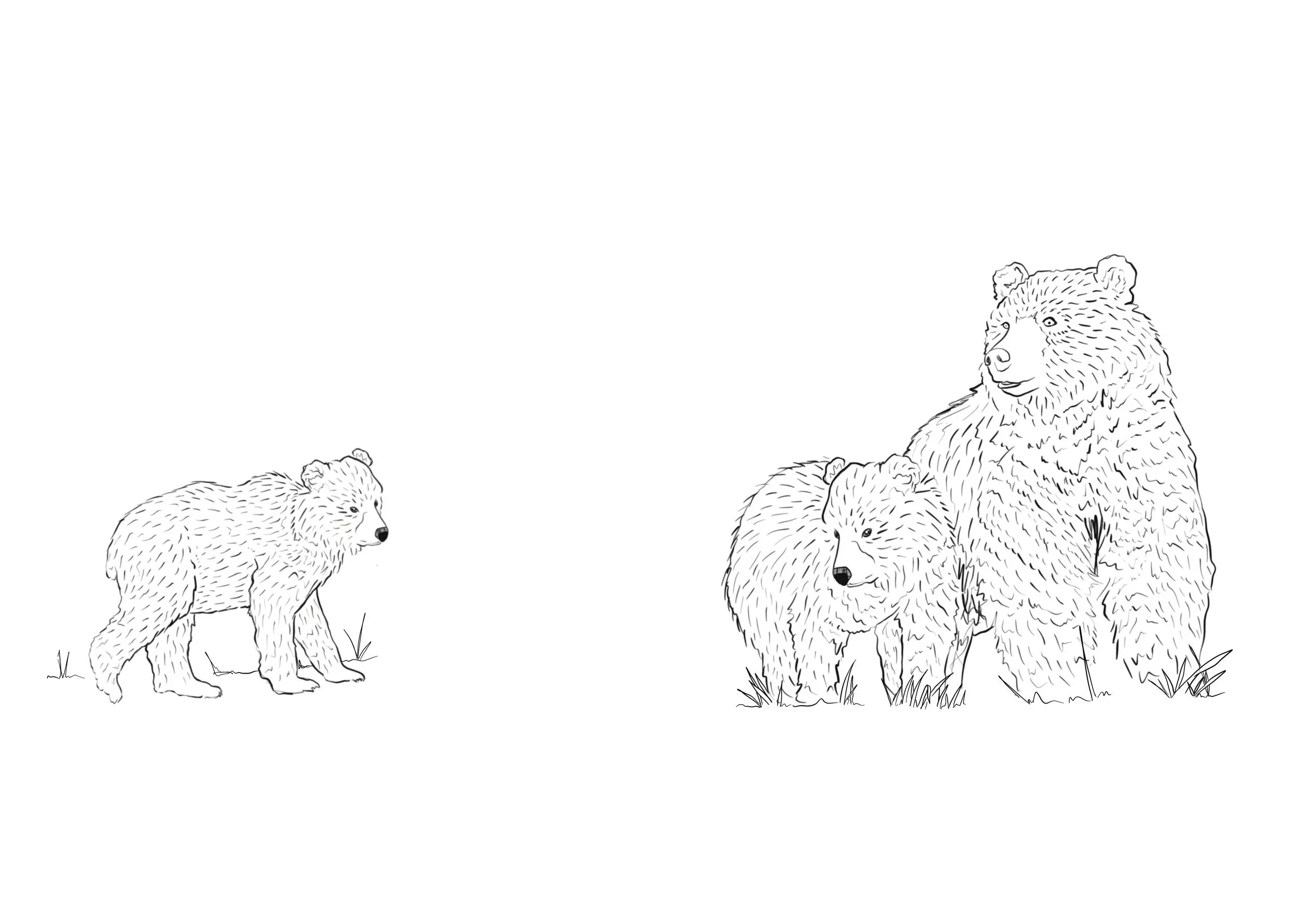 Bears notecard by Teenybotanist